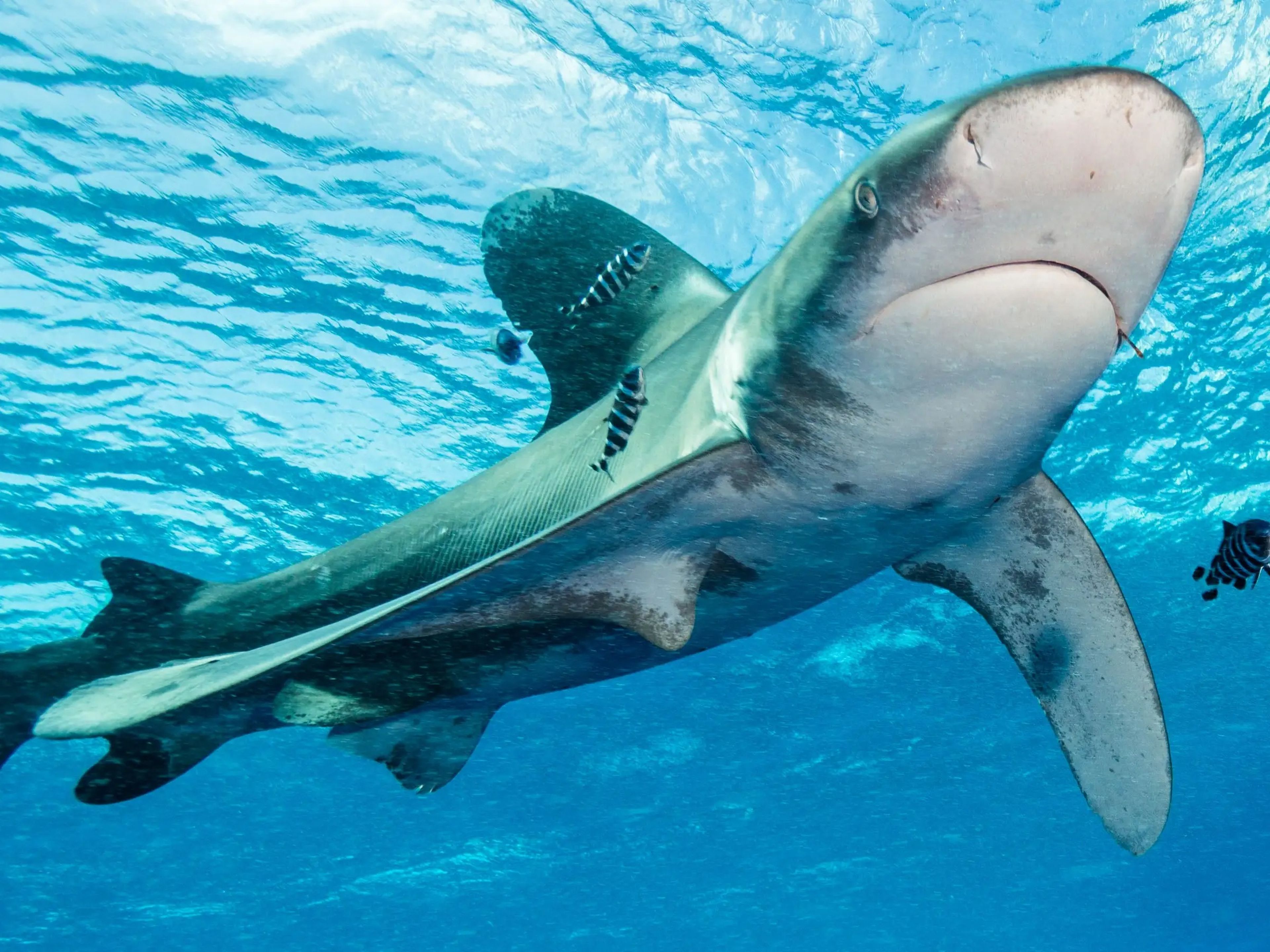 Un tiburón oceánico de punta blanca en el Arrecife Elphinstone del Mar Rojo.