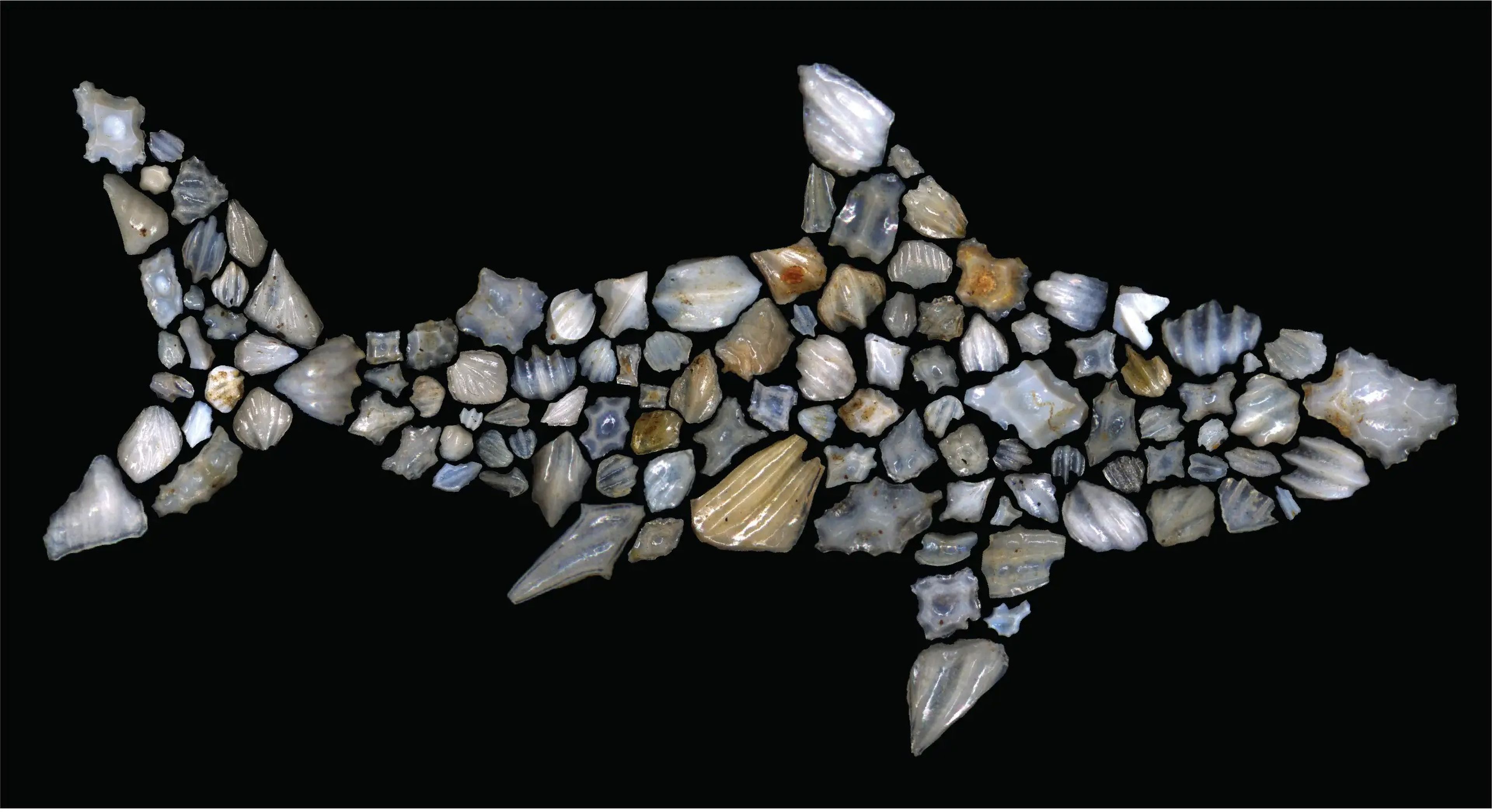 Una silueta de tiburón formada por varias escamas de tiburón fosilizadas, o dentículos.
