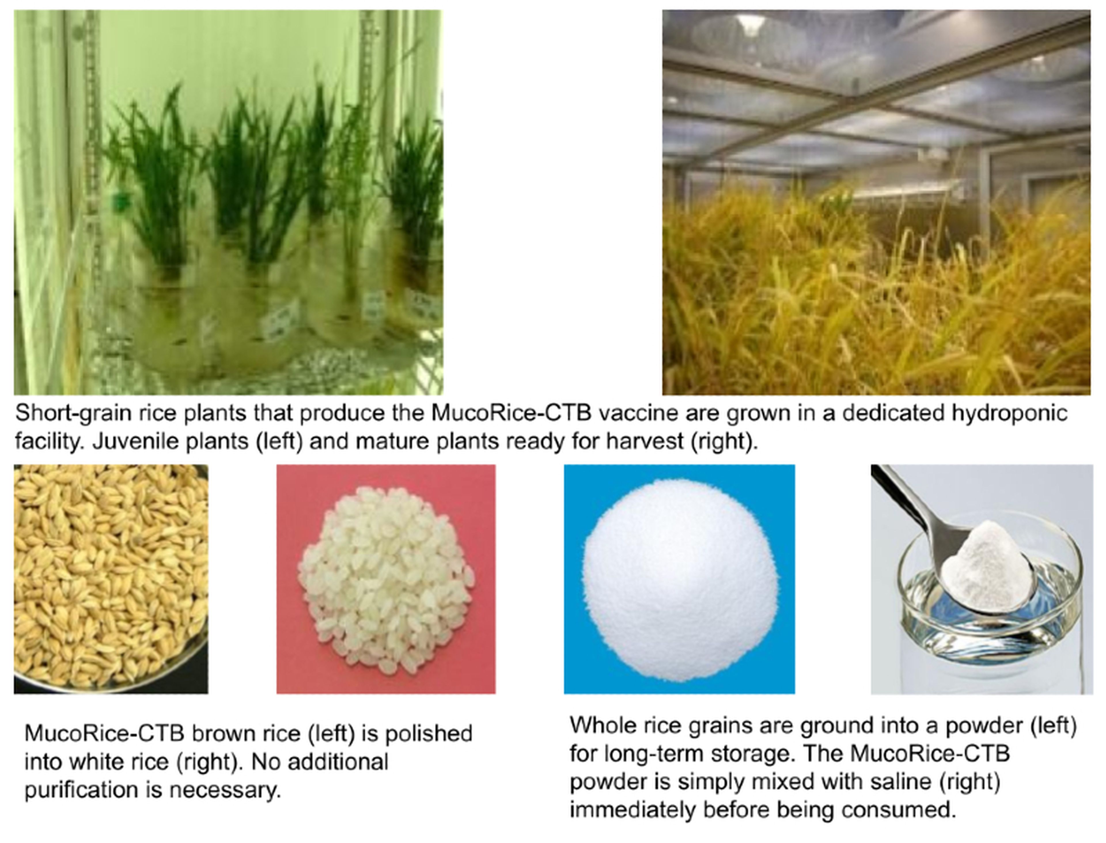 La vacuna MucoRice-CTB se cultiva en plantas de arroz y estimula la inmunidad mediante las membranas mucosas de los intestinos. No necesita agujas ni refrigeración para su almacenaje y transporte.