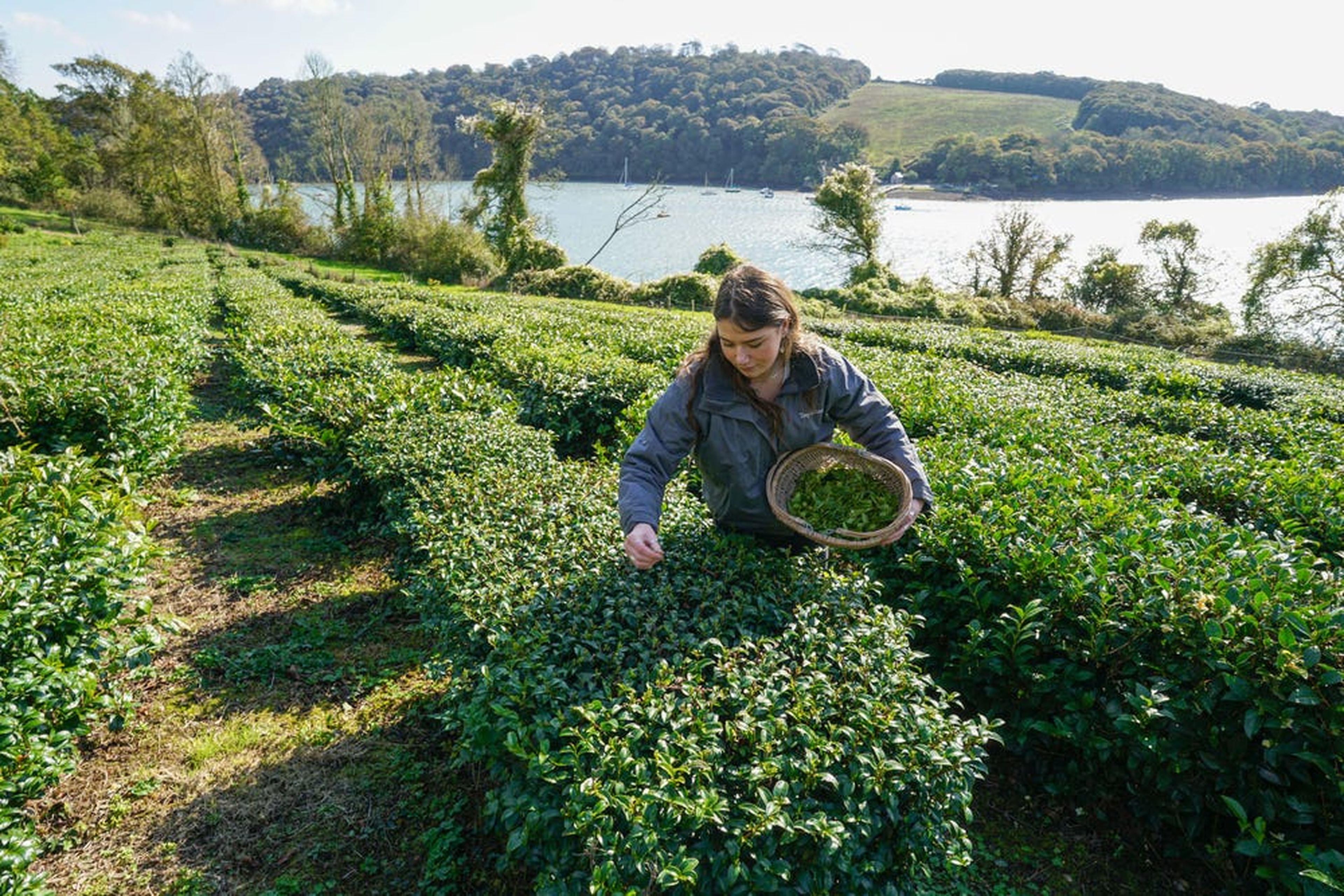 Darcie Dawe, miembro del personal de Tregothan Estate, supervisa el primer trago de té en octubre en las orillas occidentales de Tregothnan