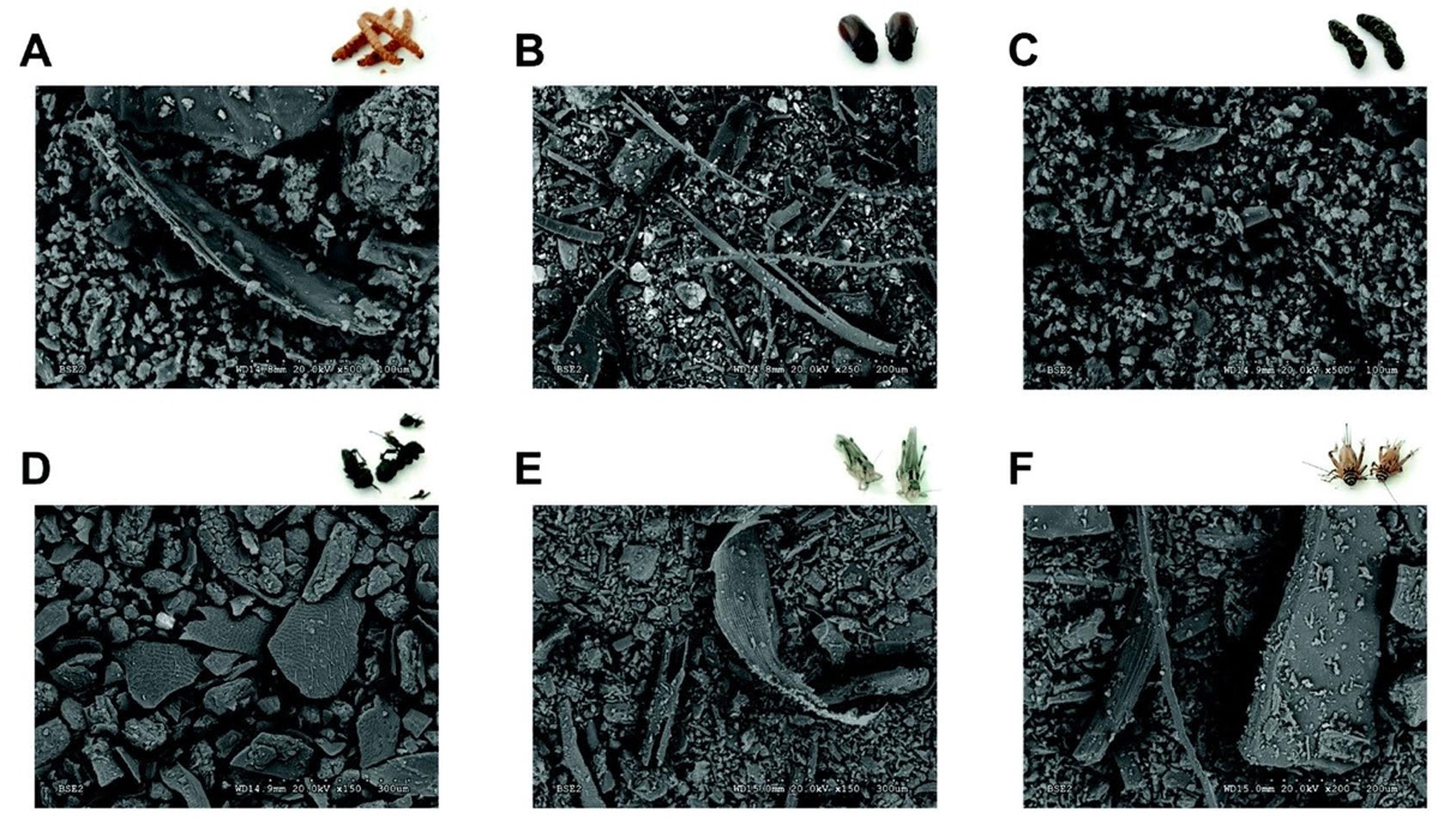 Imagen obtenida con microscopía electrónica de barrido (SEM) de harinas de diferentes insectos: gusano de la harina (A), escarabajo (B), oruga (C), hormiga (D), langosta (E) y grillo (F).