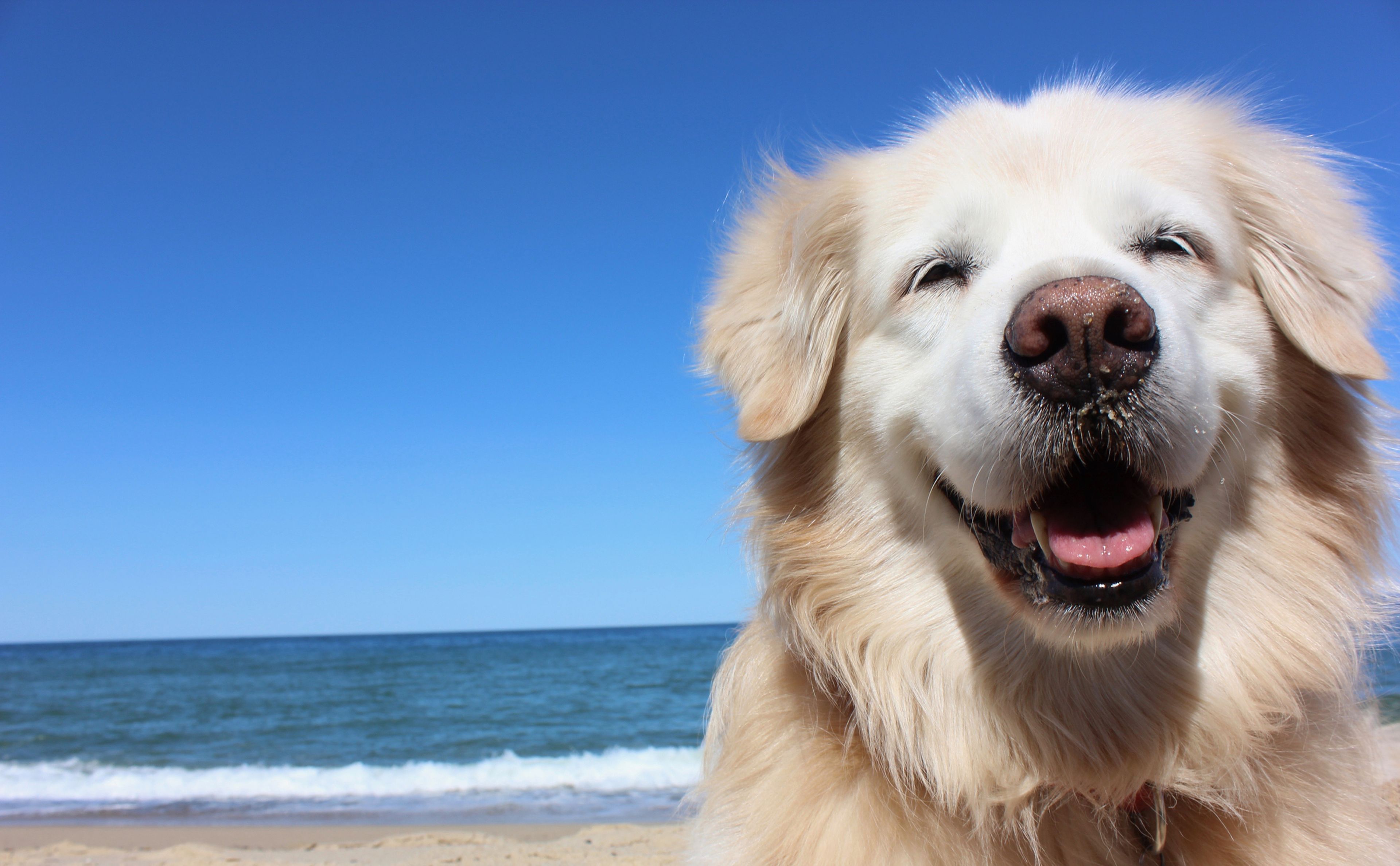 Labrador feliz en la playa