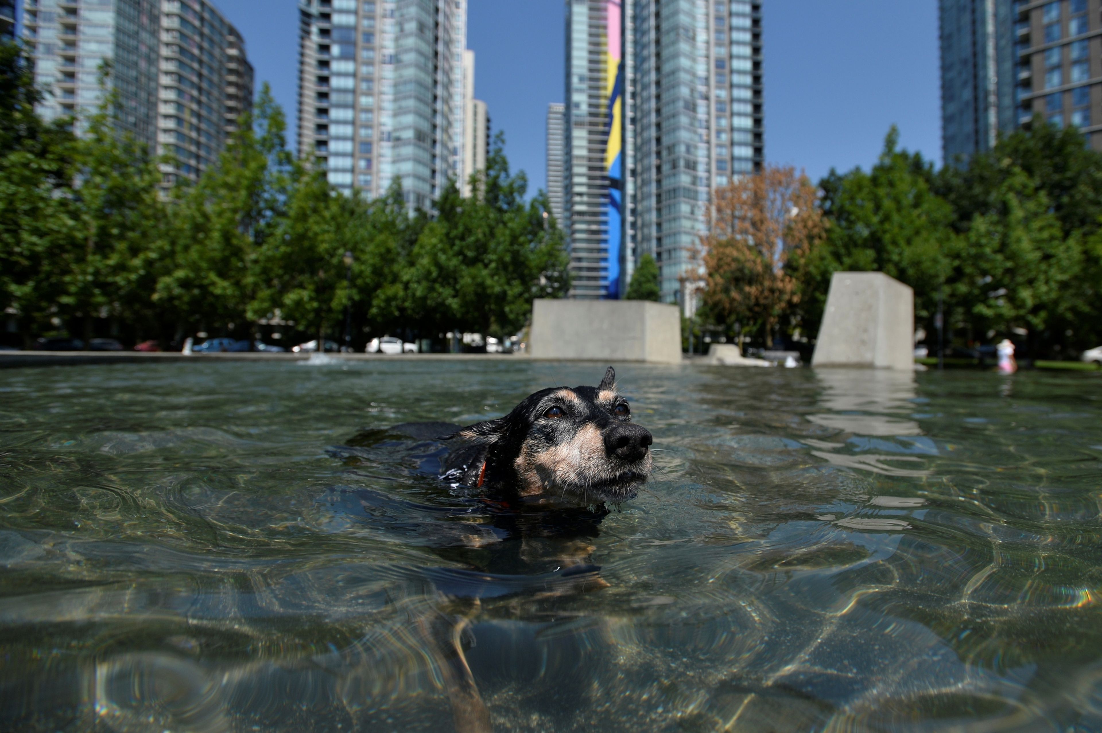 Una perra llamada Venus sse enfría en una fuente durante el clima abrasador de una ola de calor en Vancouver, Columbia Británica (Canadá) en junio de 2021.