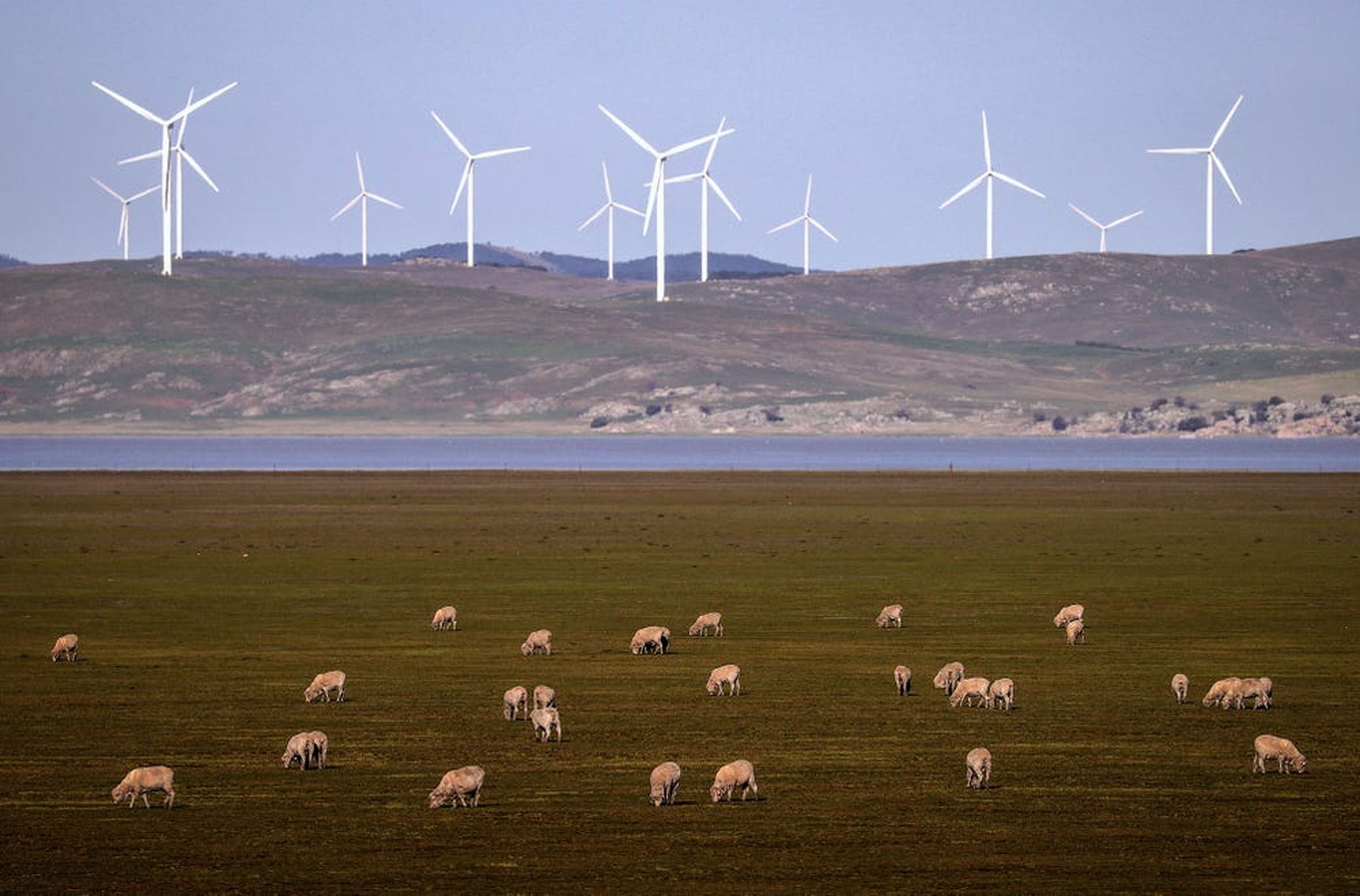 Las ovejas pastan frente a las turbinas eólicas en el lago George el 1 de septiembre de 2020 en las afueras de Canberra, Australia.