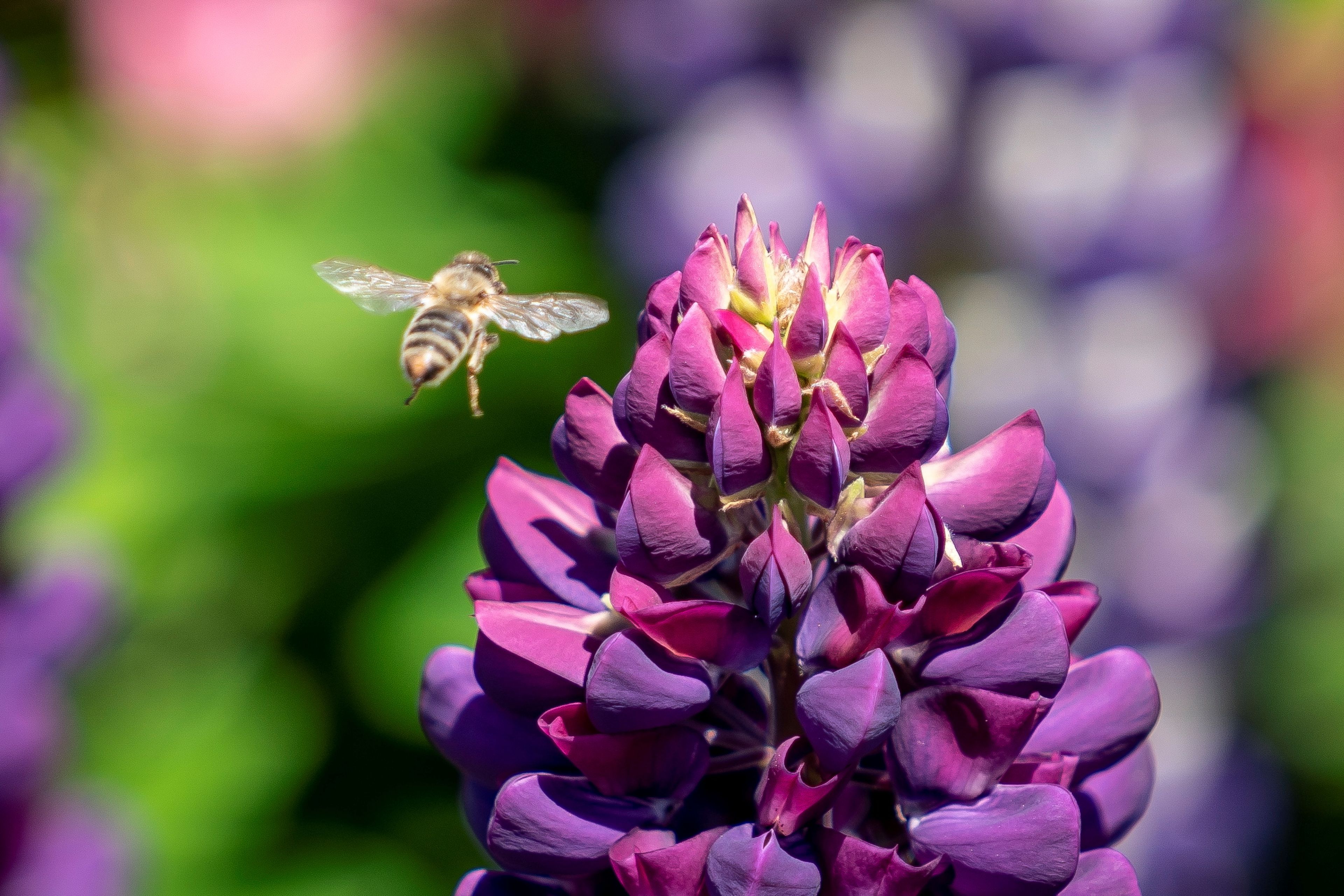 abeja polen flor