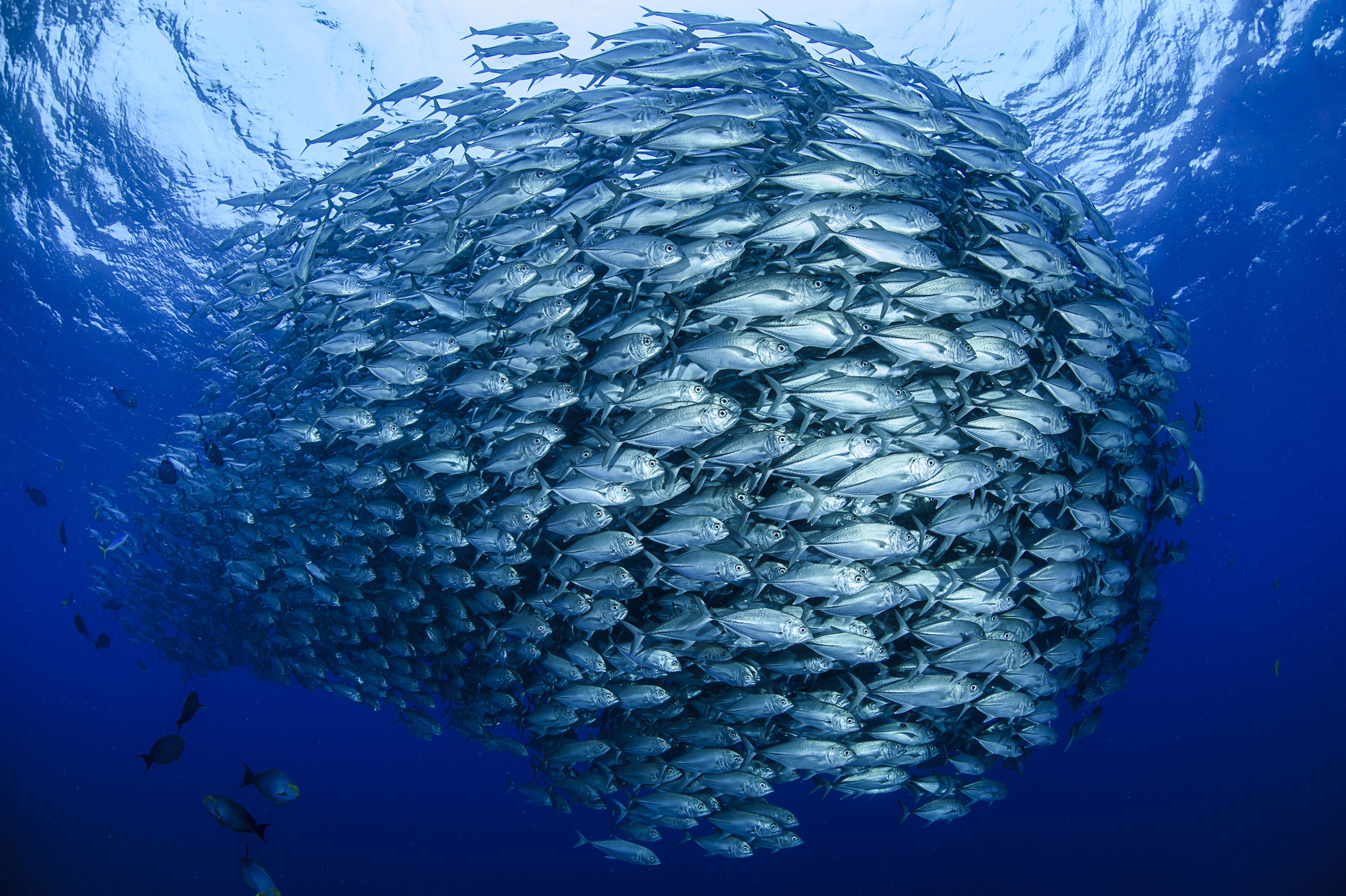 La sobrepesca y el cambio climático están acabando con algunas poblaciones marinas.