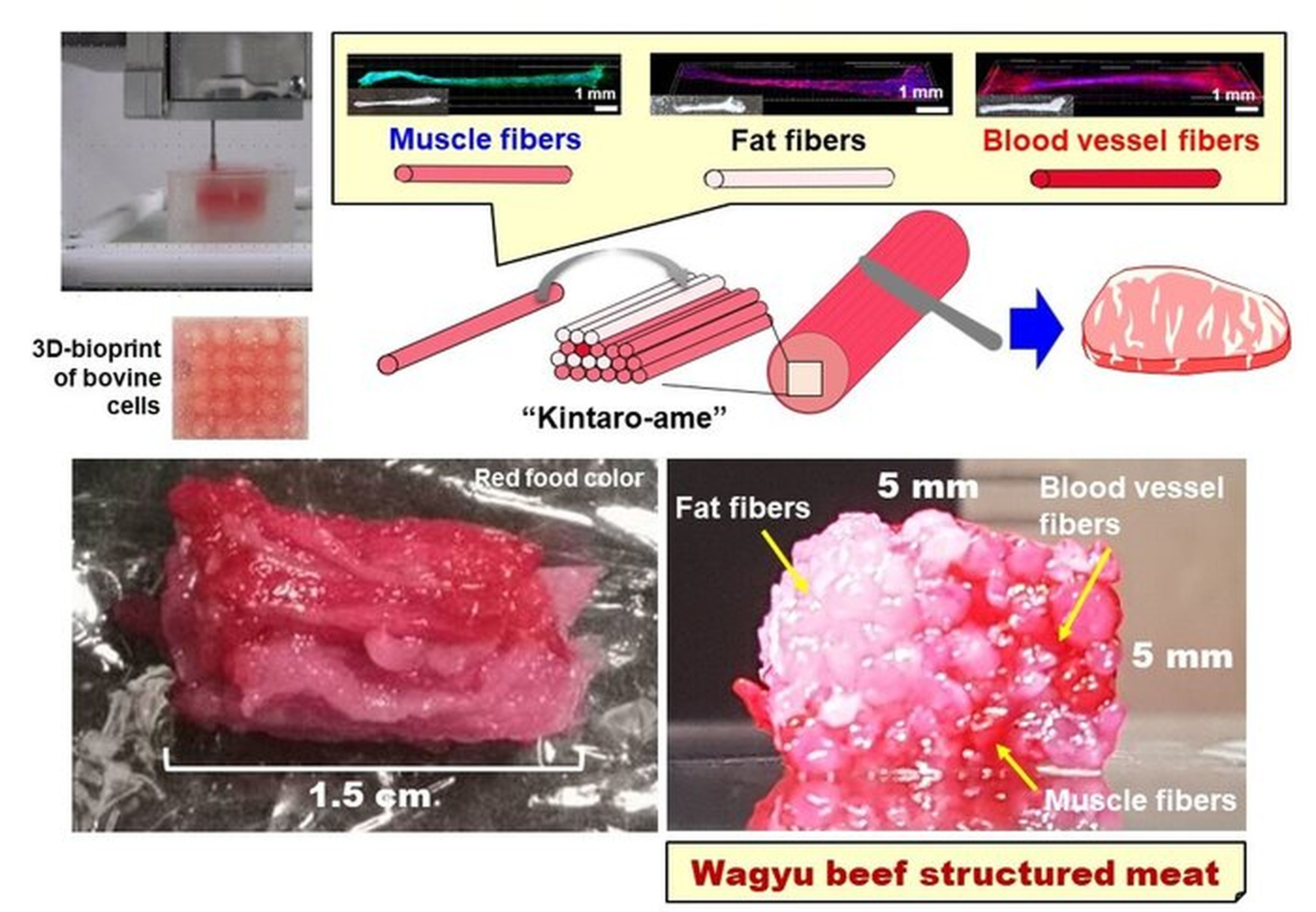 Carne de waygu in vitro