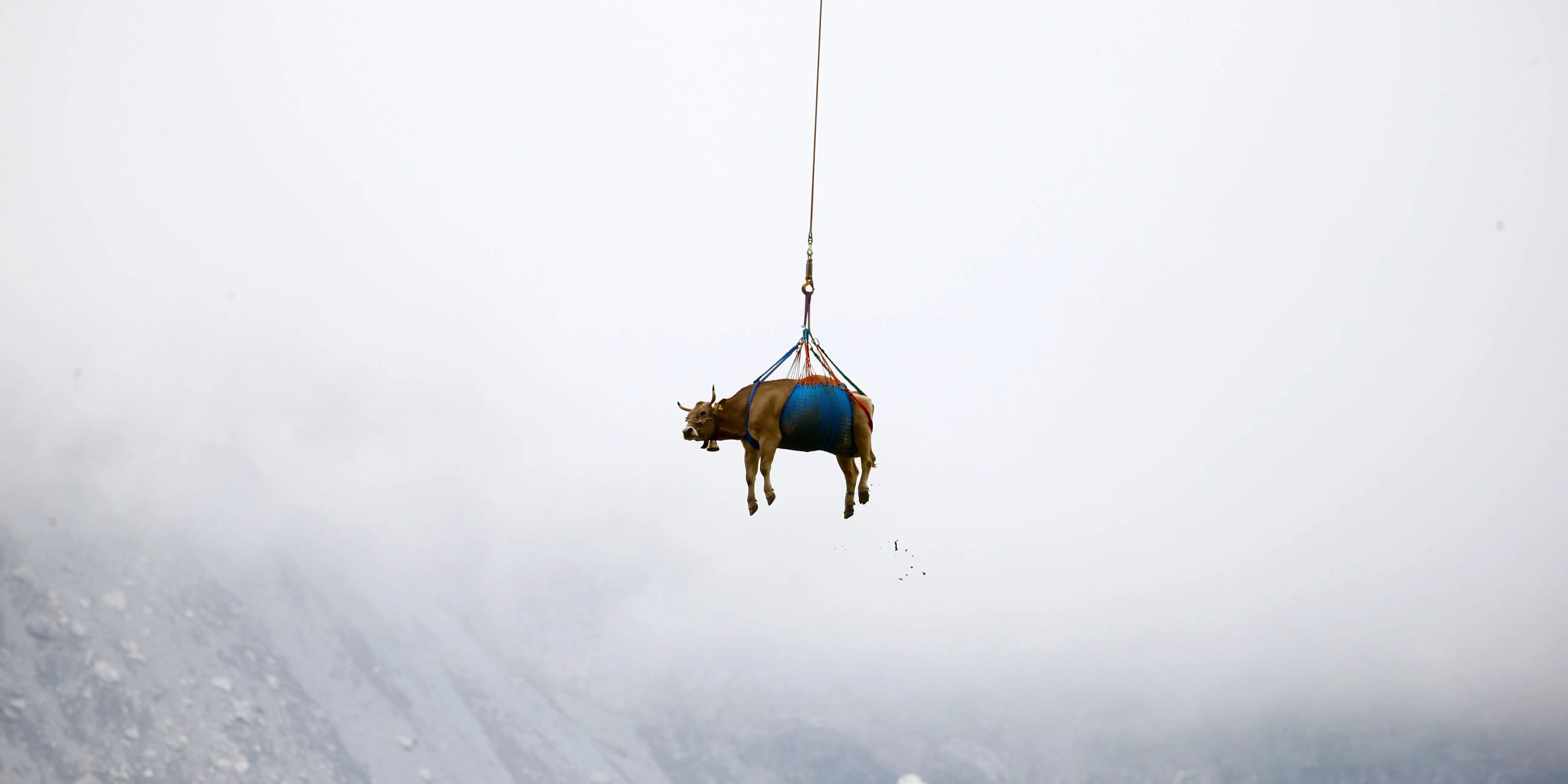 Una vaca siendo transportada al paso de montaña Klausenpass en el centro de Suiza.