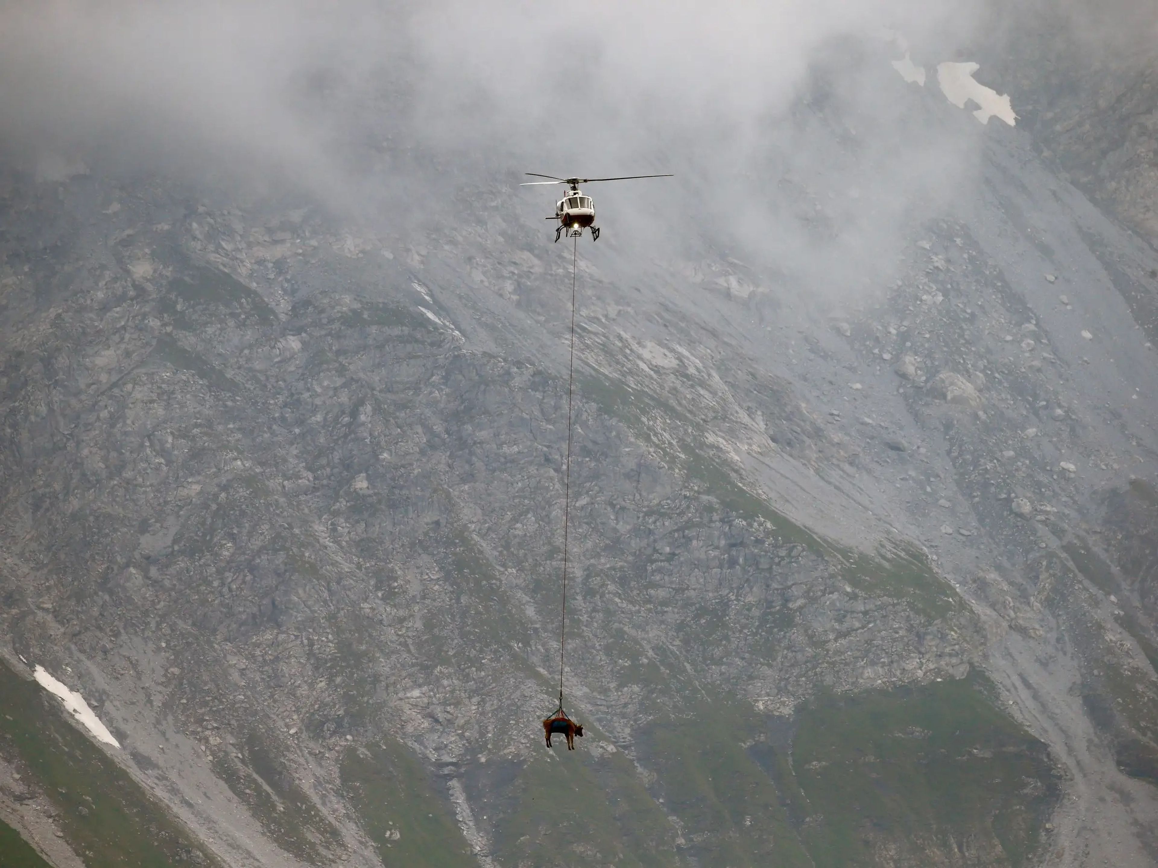 Las vacas heridas durante su estancia en verano en las altas praderas alpinas suizas fueron recogidas en helicóptero el 27 de agosto para poder tratarlas.