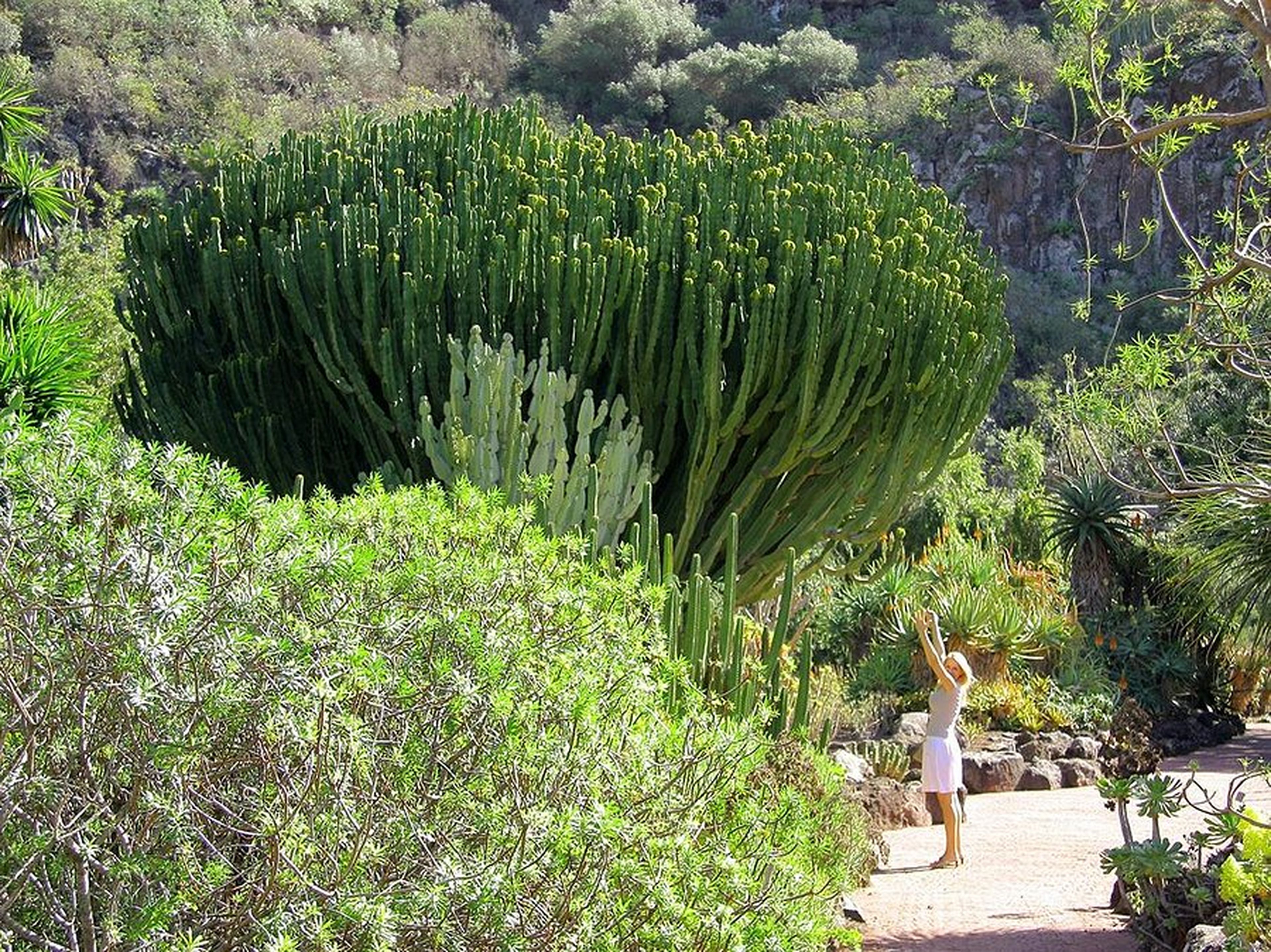 Jardín Botánico Viera & Clavijo, Las Palmas de Gran Canarias.