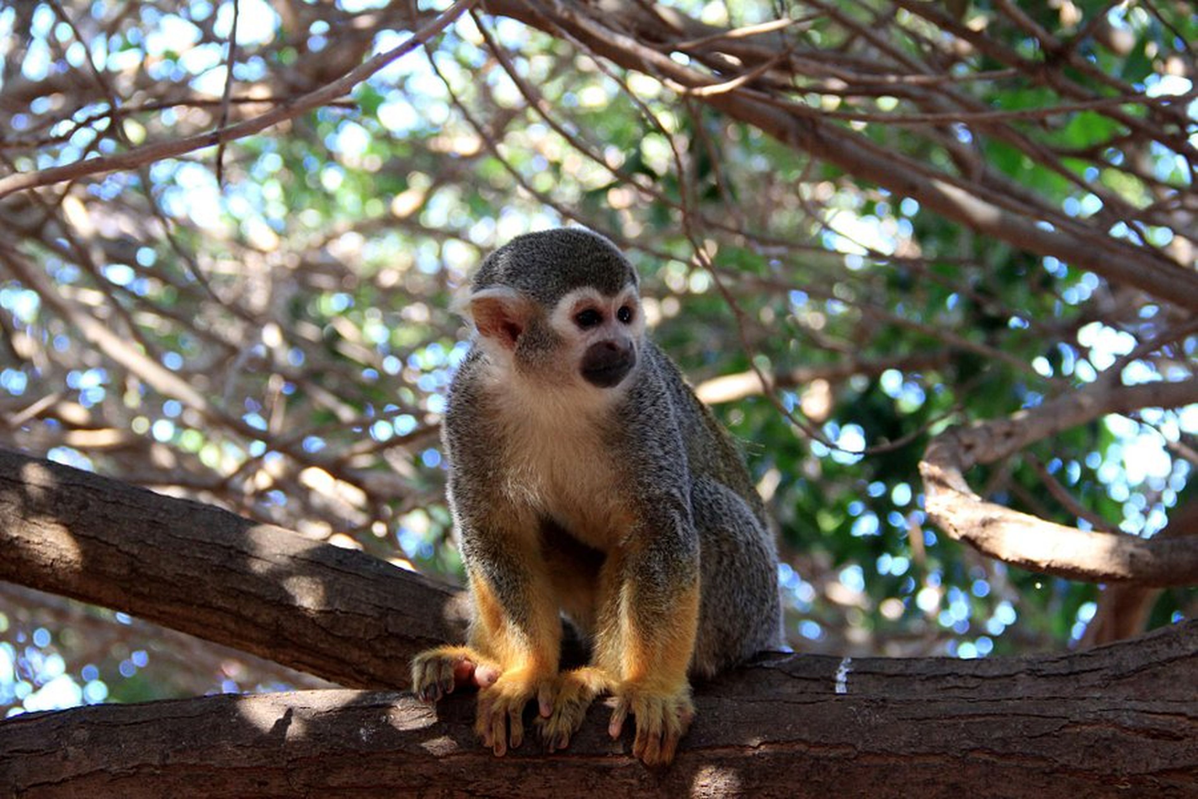 Monkey Park, Tenerife.