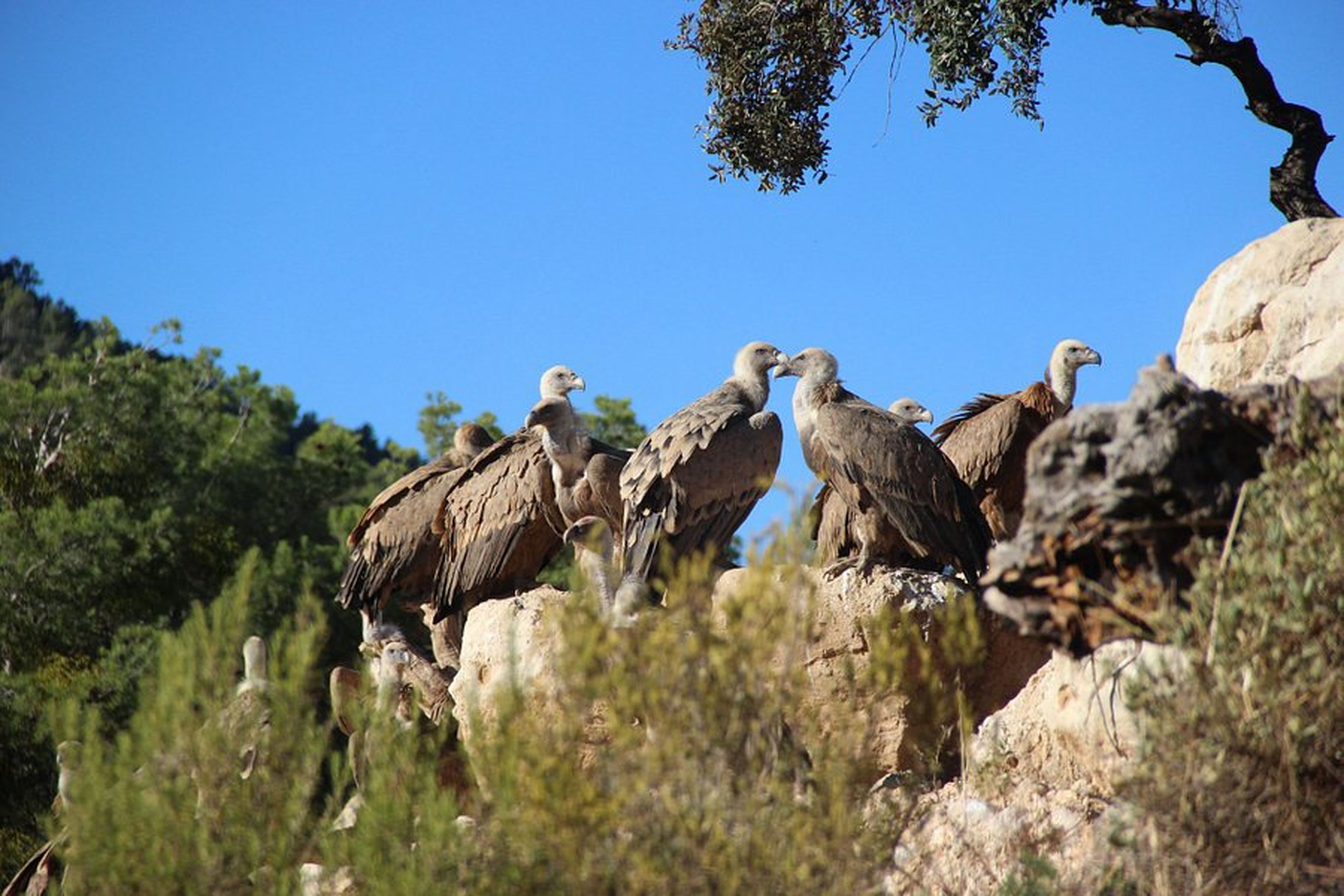 Observatorio de aves Mas de Bunyol, Teruel.
