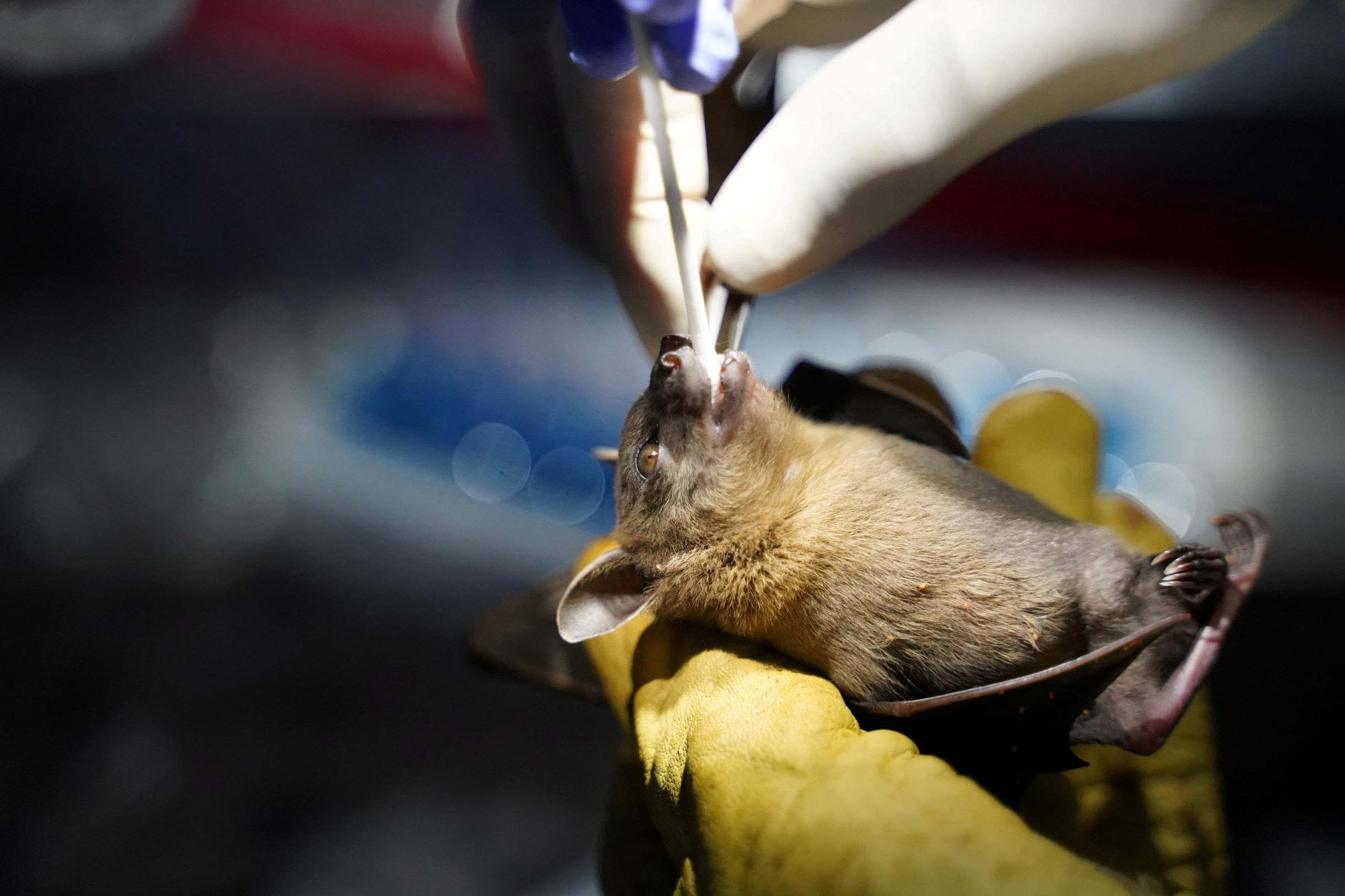 Científicos de Wuhan planearon liberar coronavirus mejorados en murciélagos chinos un año y medio antes de los primeros casos de COVID-19, según documentos filtrados