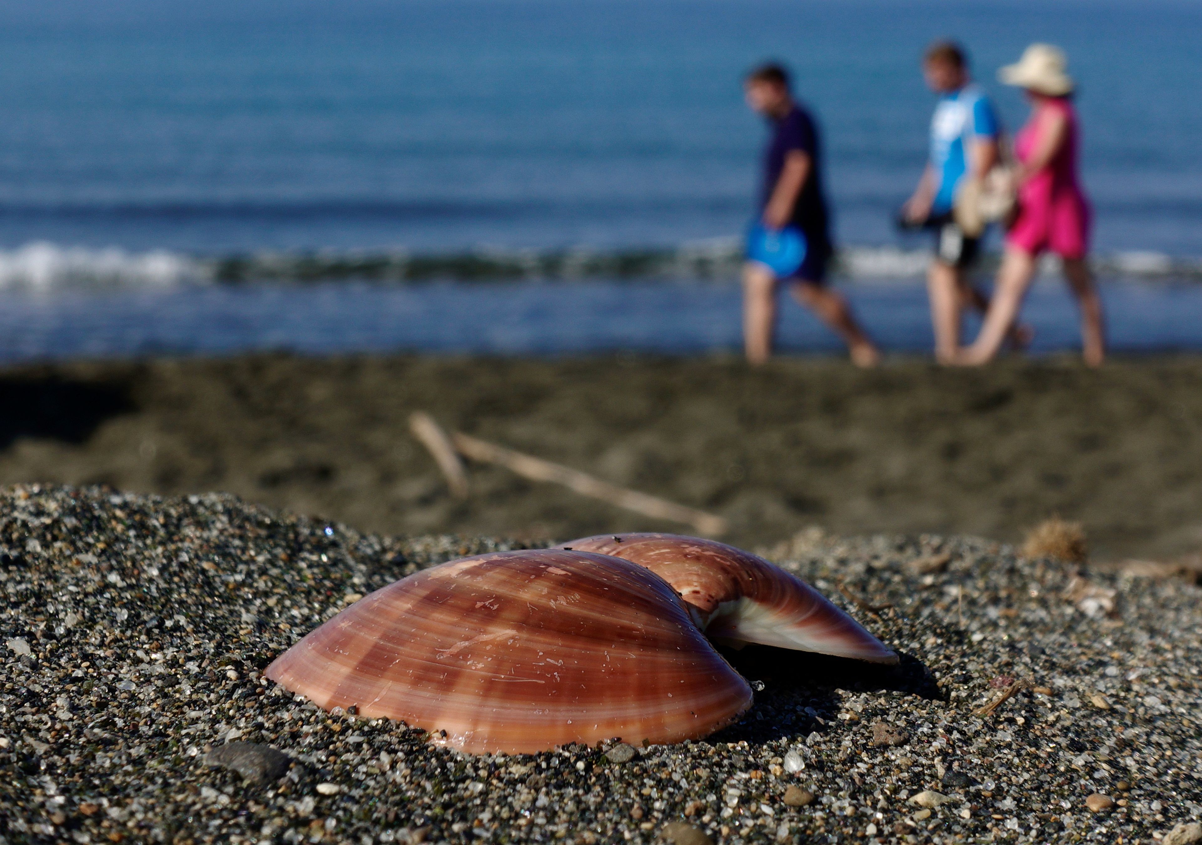Una concha de molusco en una playa italiana.