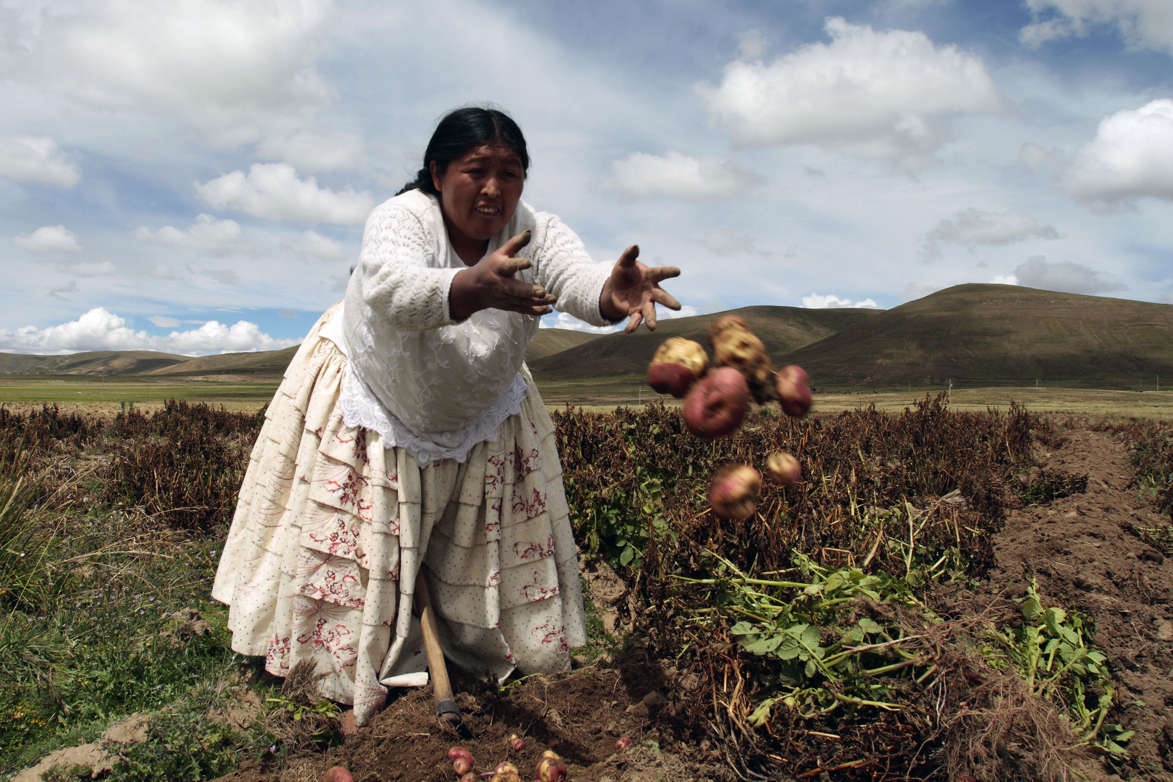 Una mujer cosecha patatas en un campo de Collana (Bolivia).