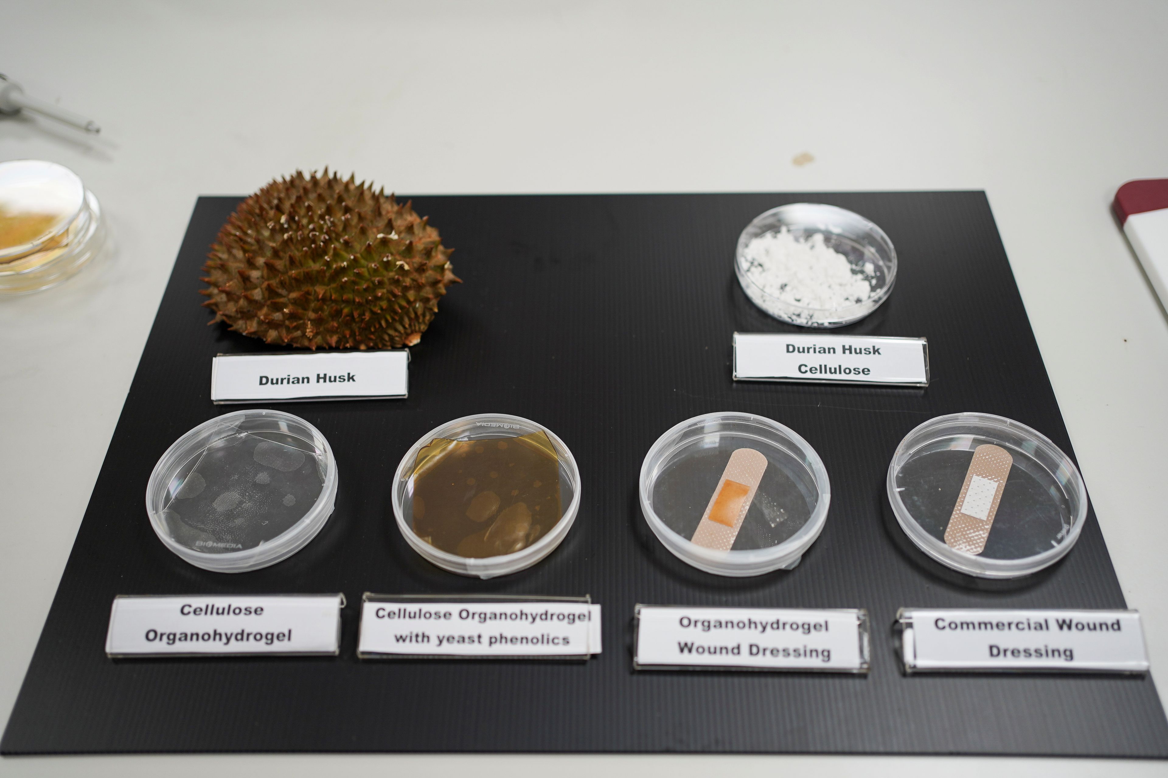 Placas de Petri que contienen diferentes pasos y procedimientos de la Universidad Tecnológica de Nanyang (NTU) para convertir las cáscaras de durian en vendajes antimicrobianos.