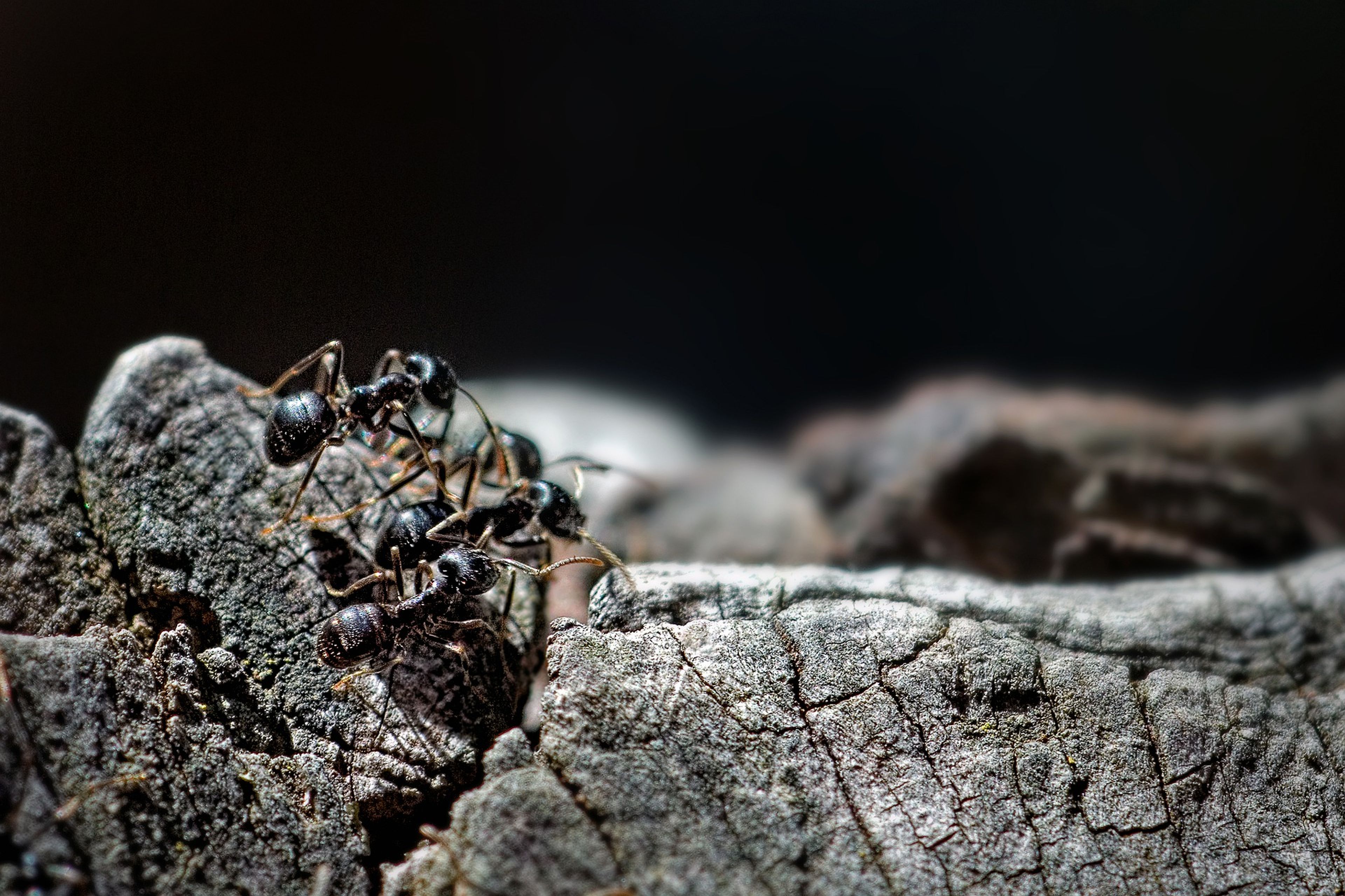 Las hormigas producen ácido fórmico para defenderse de sus depredadores.