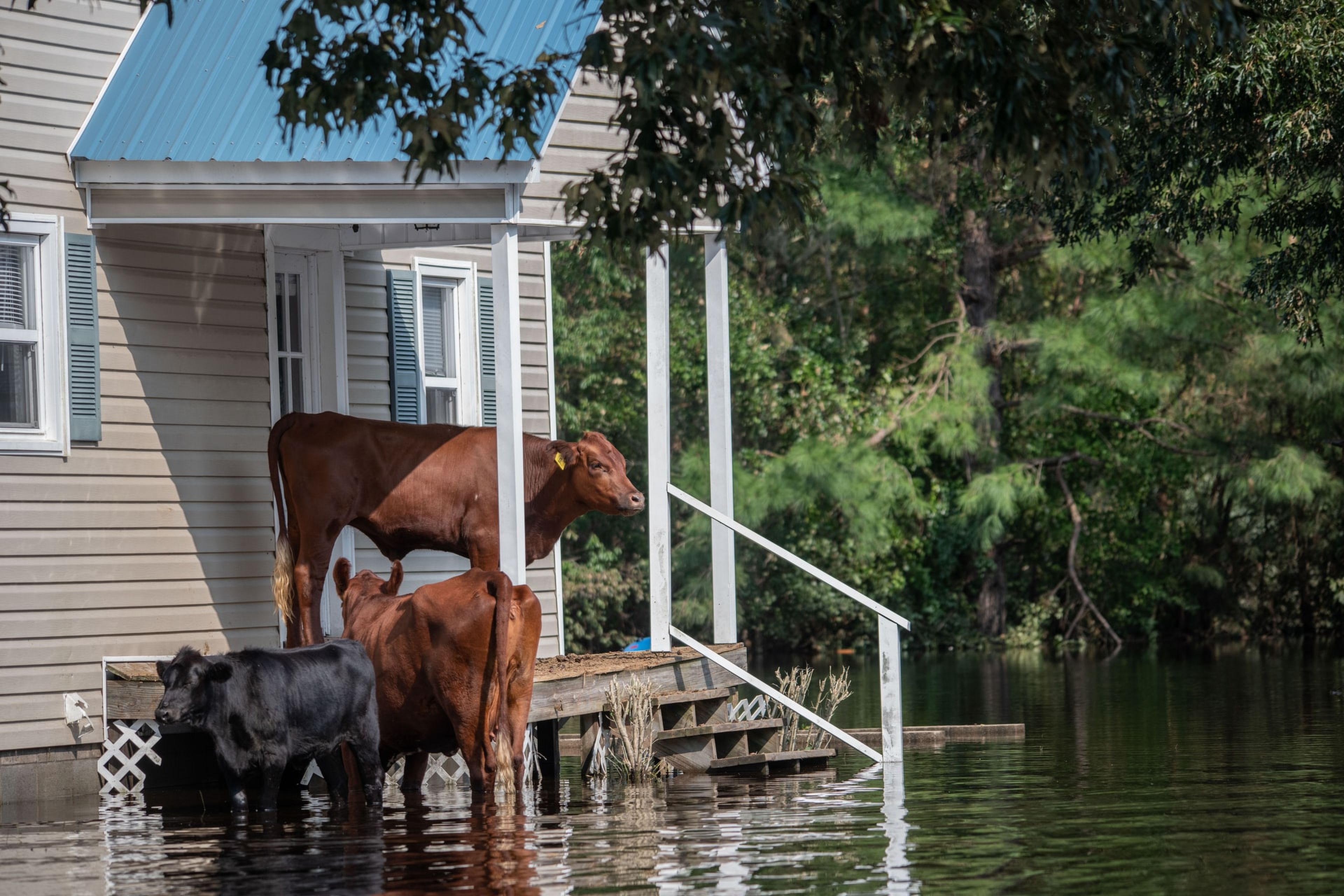 Vacas que sobrevivieron al huracán Florence, varadas en un porche en Carolina del Norte (Estados Unidos).