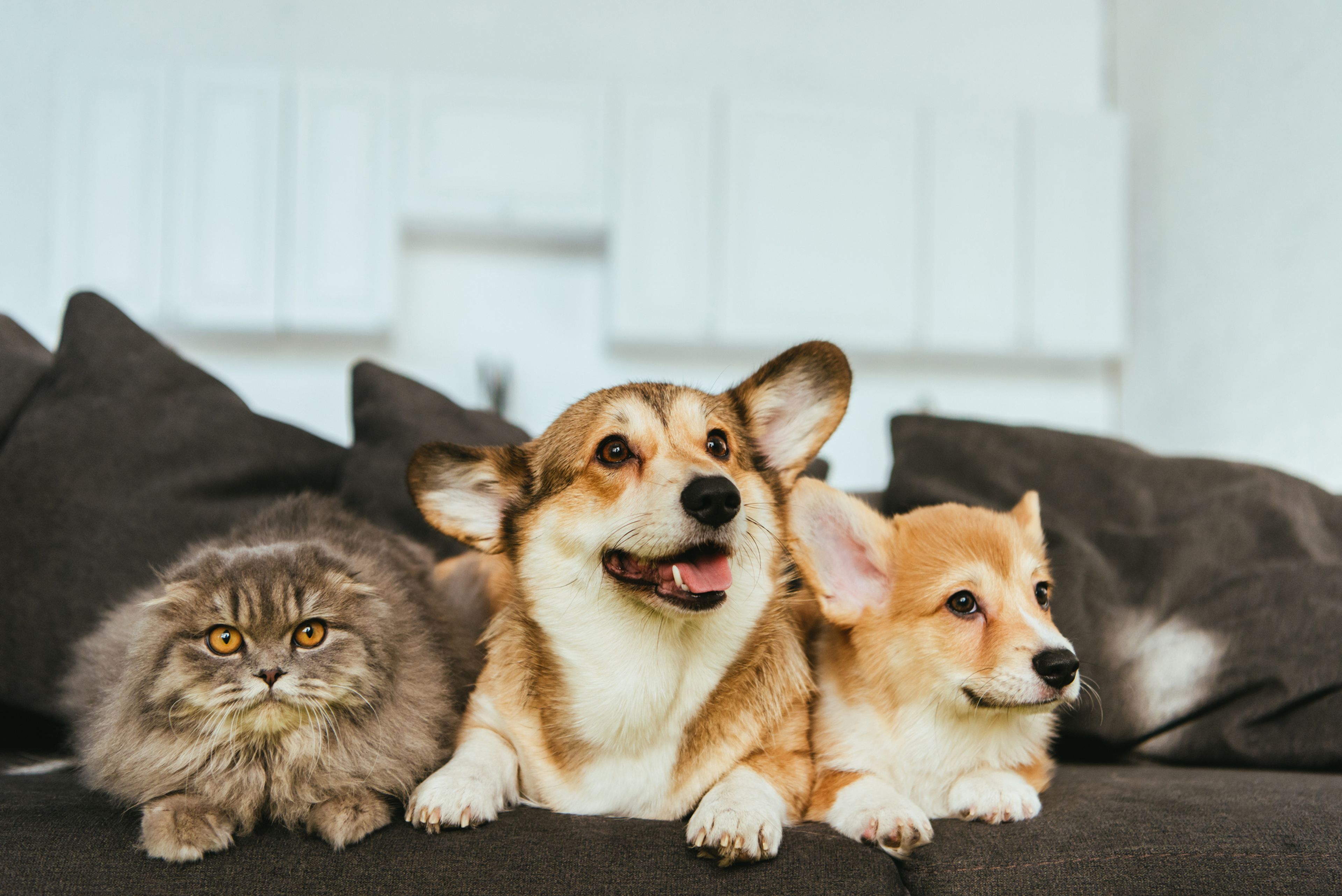 Perros y gato en el sofá