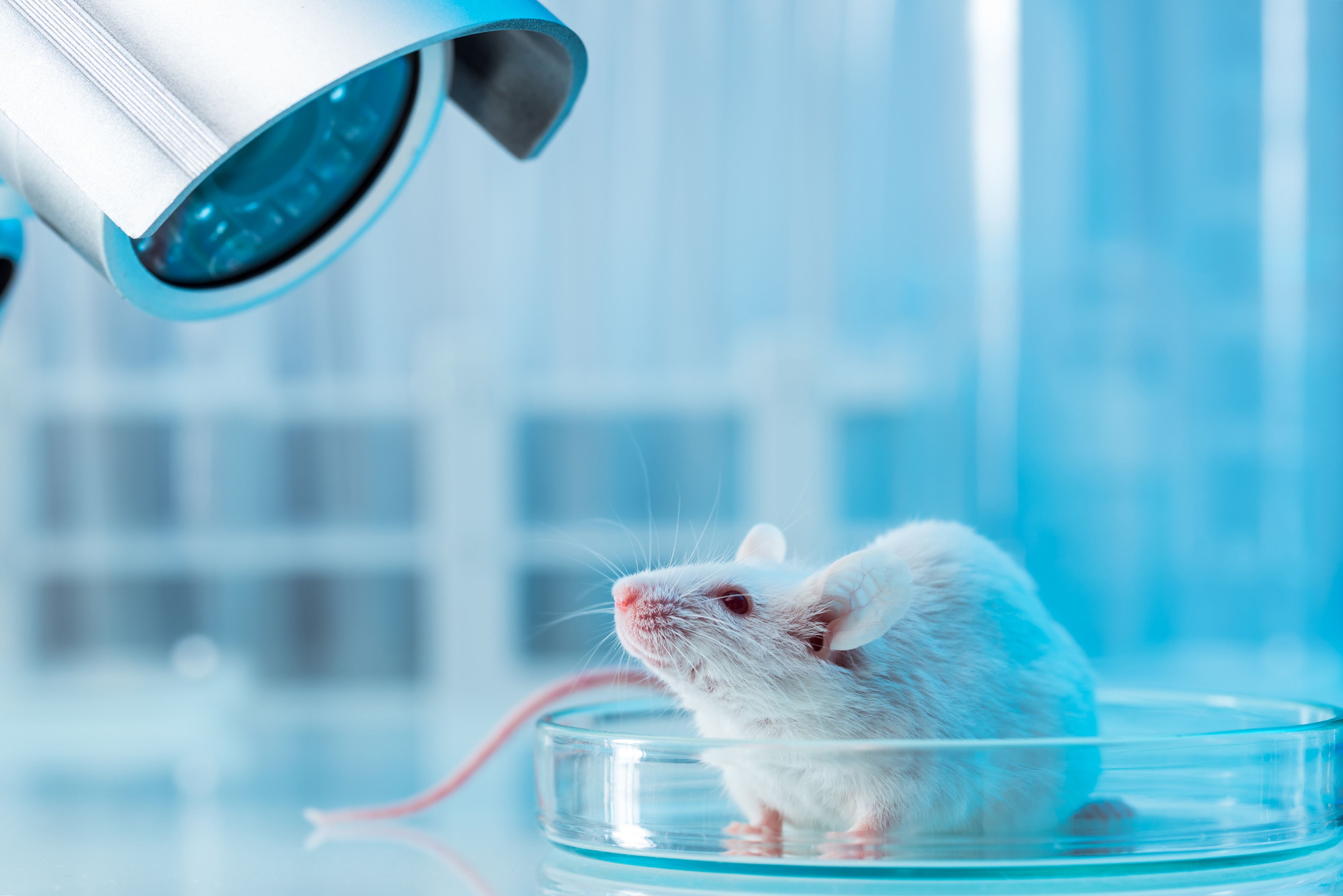 Ratón para experimentación animal
