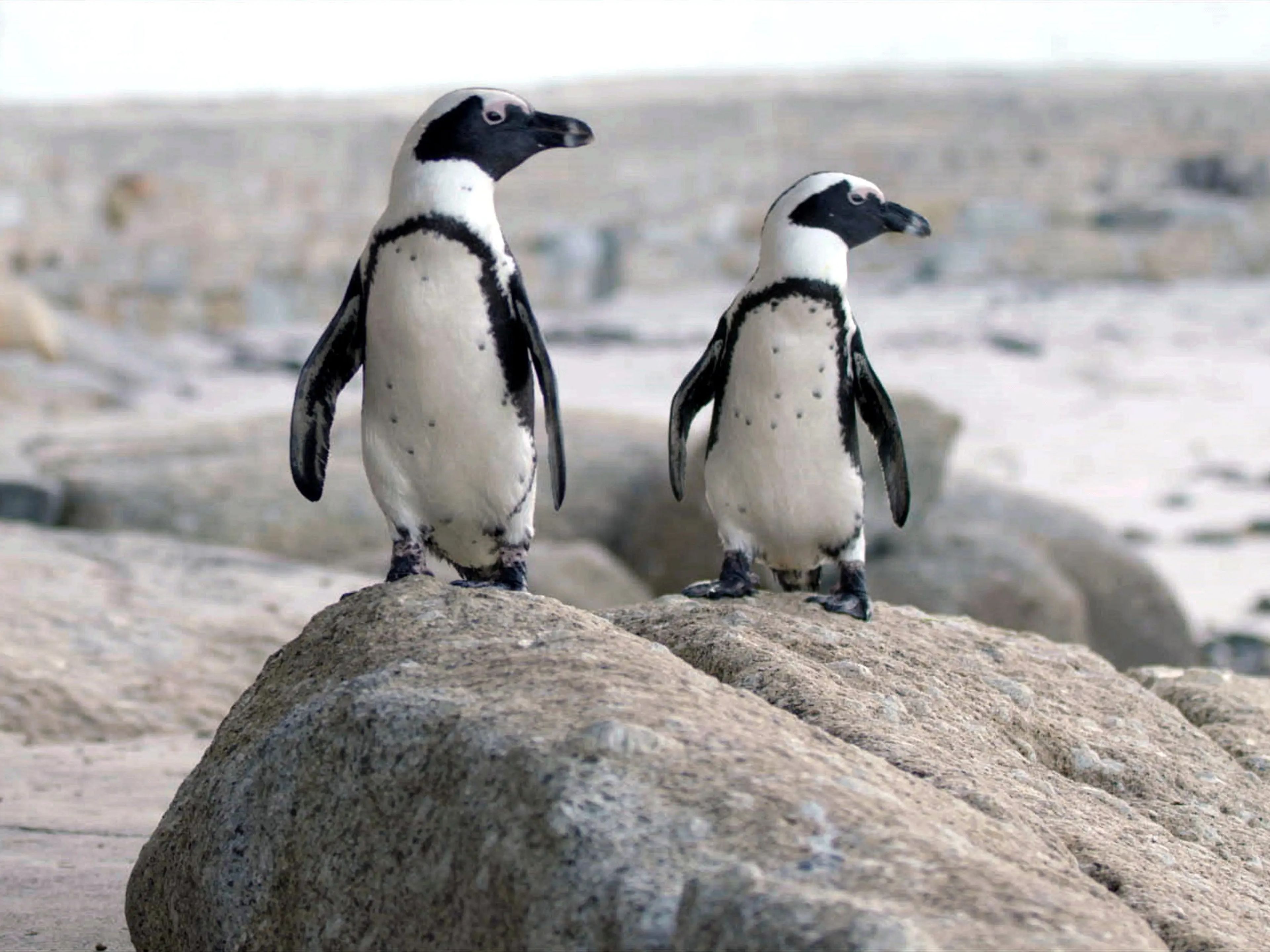 La serie sigue a una colonia de pingüinos en Sudáfrica.