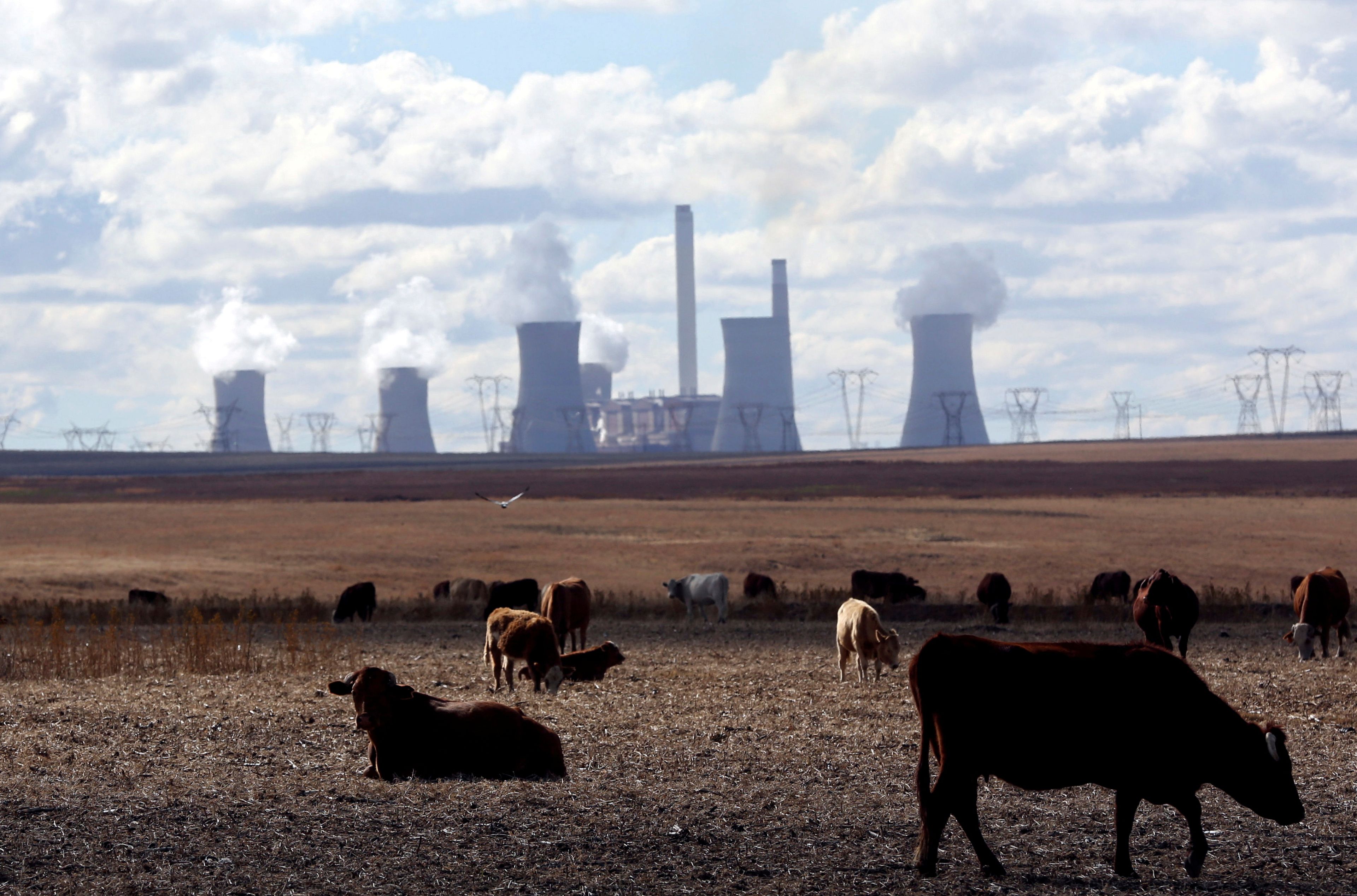 Vacas pastando junto a la central eléctrica de carbón de Matla en Mpumalanga (Sudáfrica).