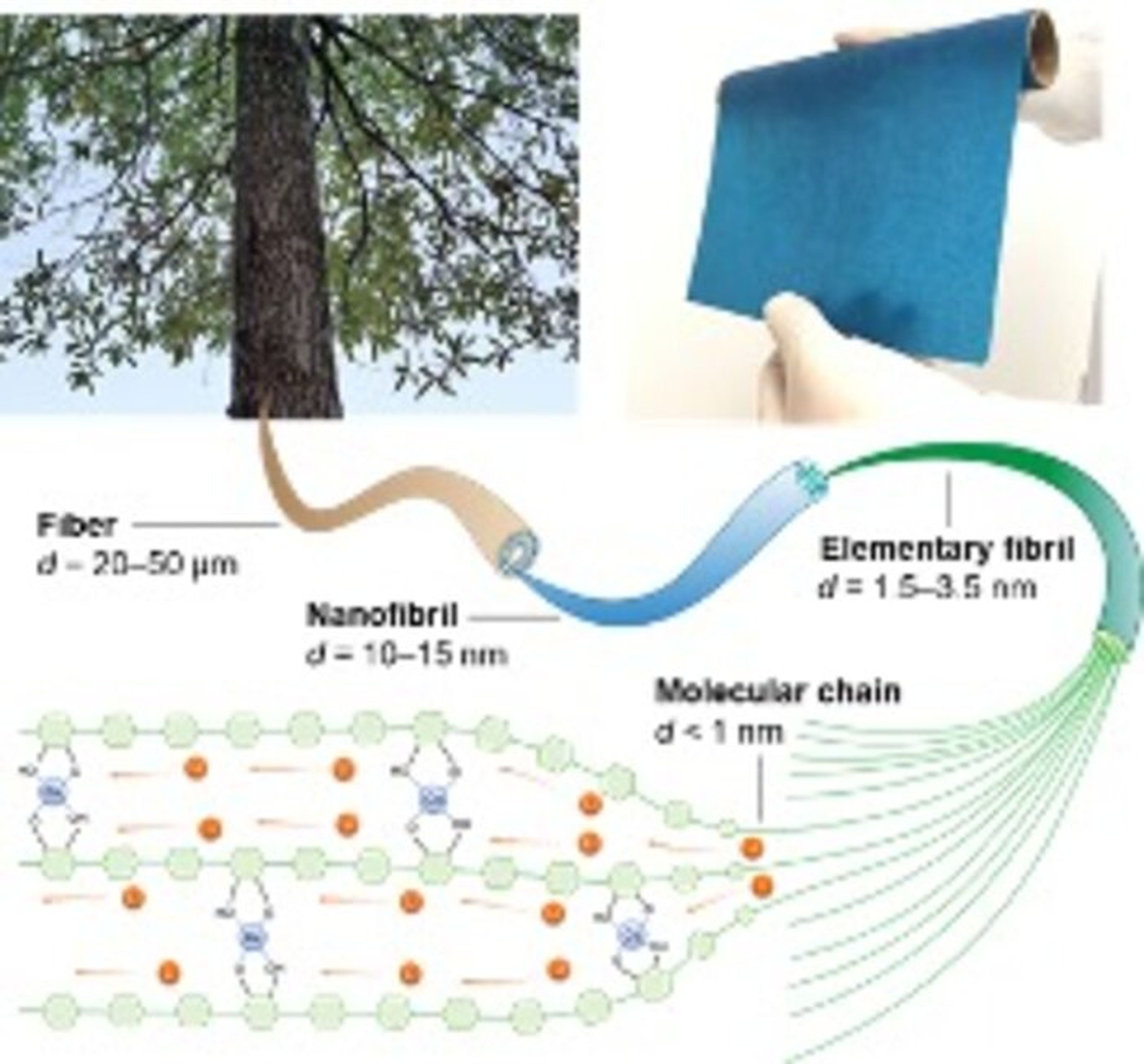 El material derivado de los árboles podría potencialmente reemplazar los electrolitos líquidos en las baterías de próxima generación.