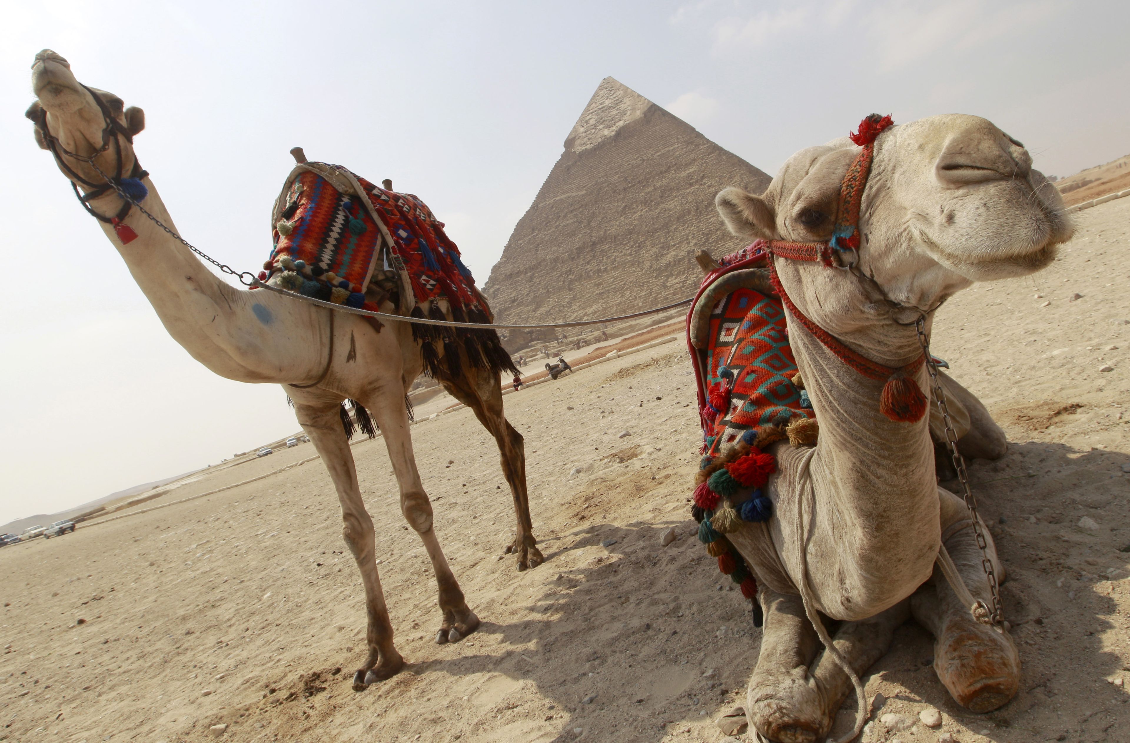 camello Egipto pirámide