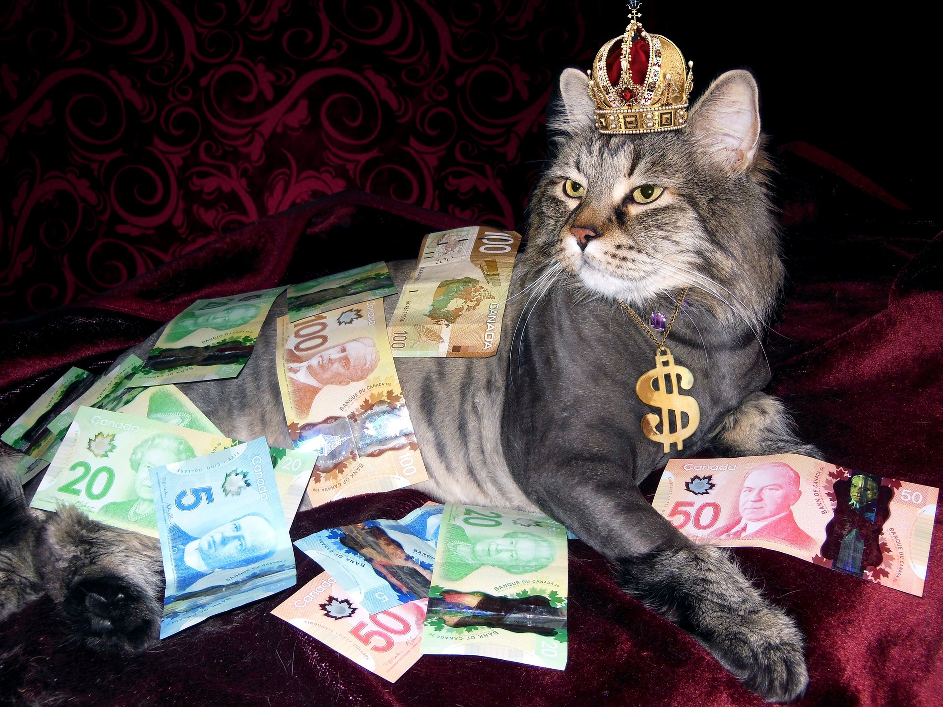 Un gato con mucho dinero.