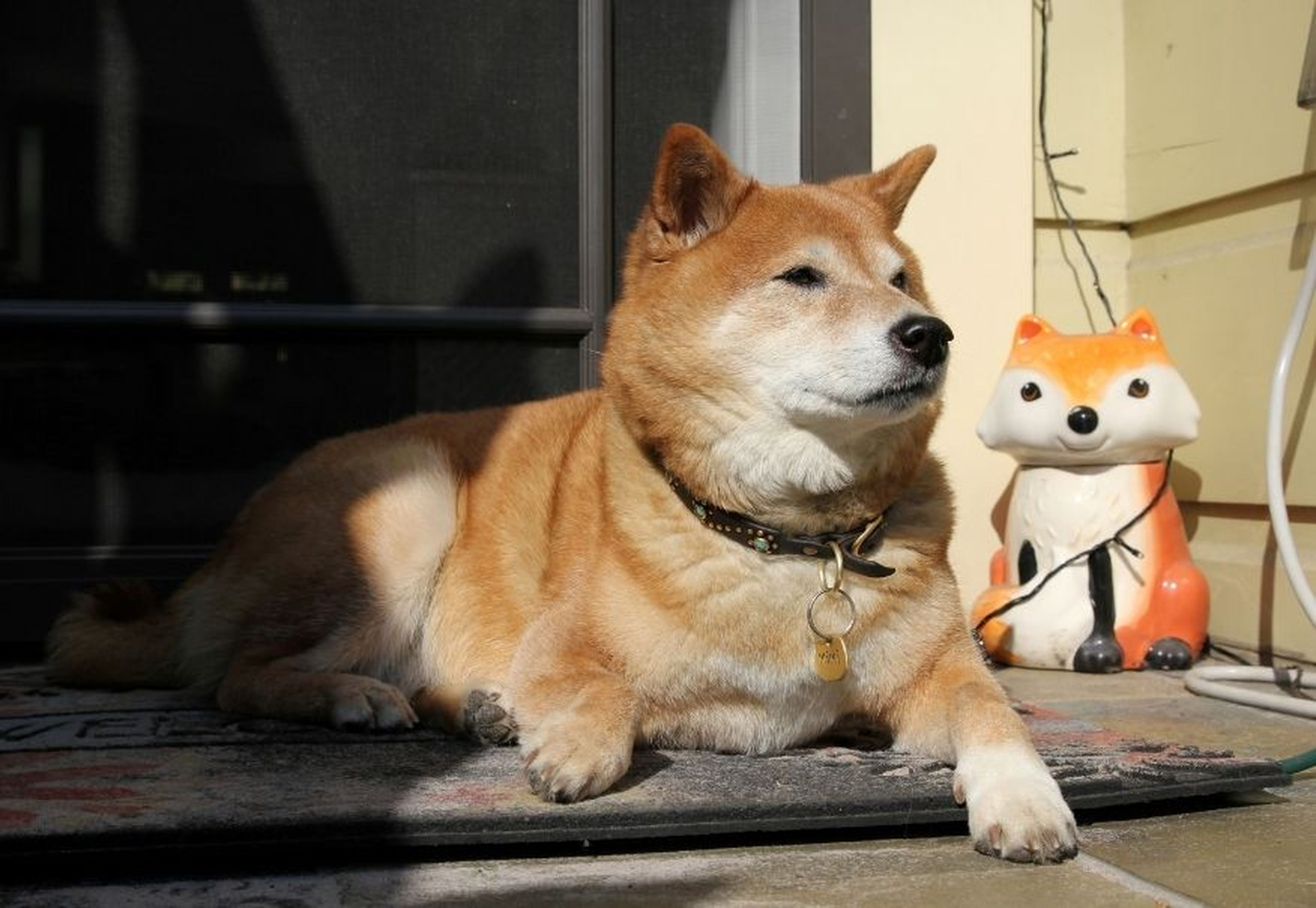Un perro de la raza Shiba Inu.