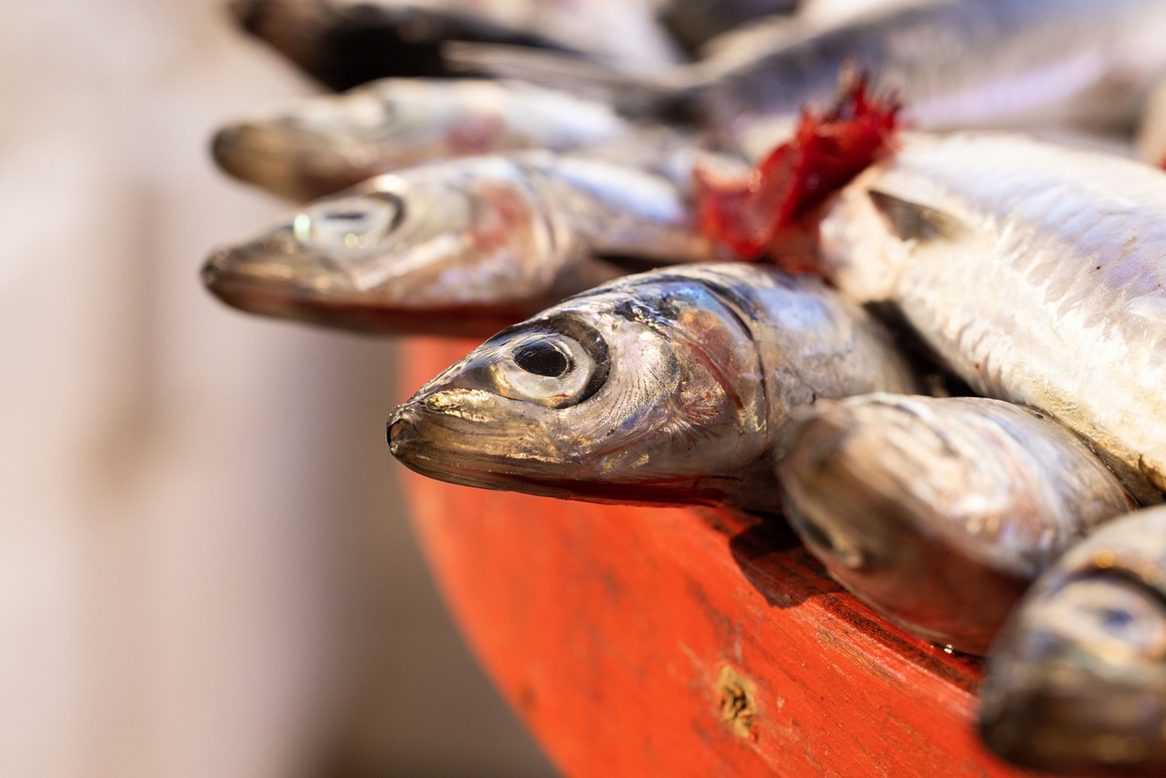 Las anchoas son uno de los pescados más consumidos a lo largo del Mediterráneo.
