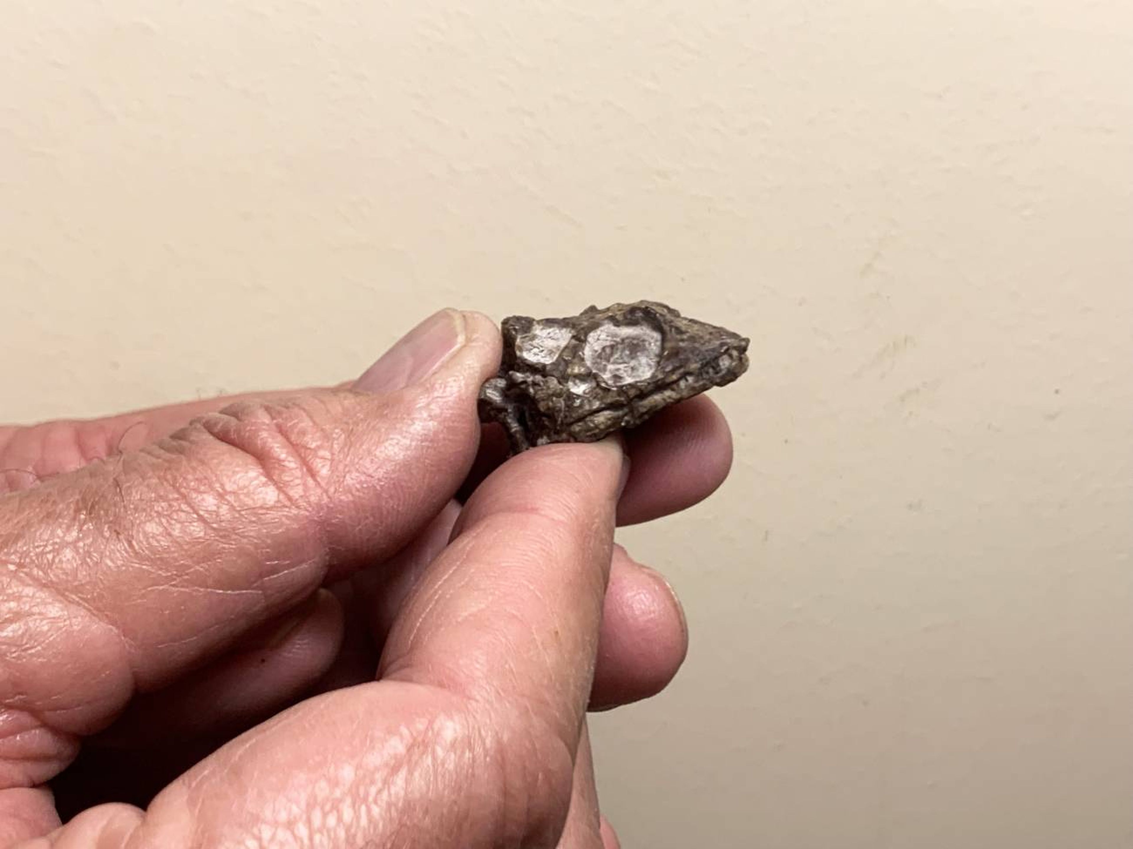 Cráneo del lagarto descubierto de 231 millones de años.