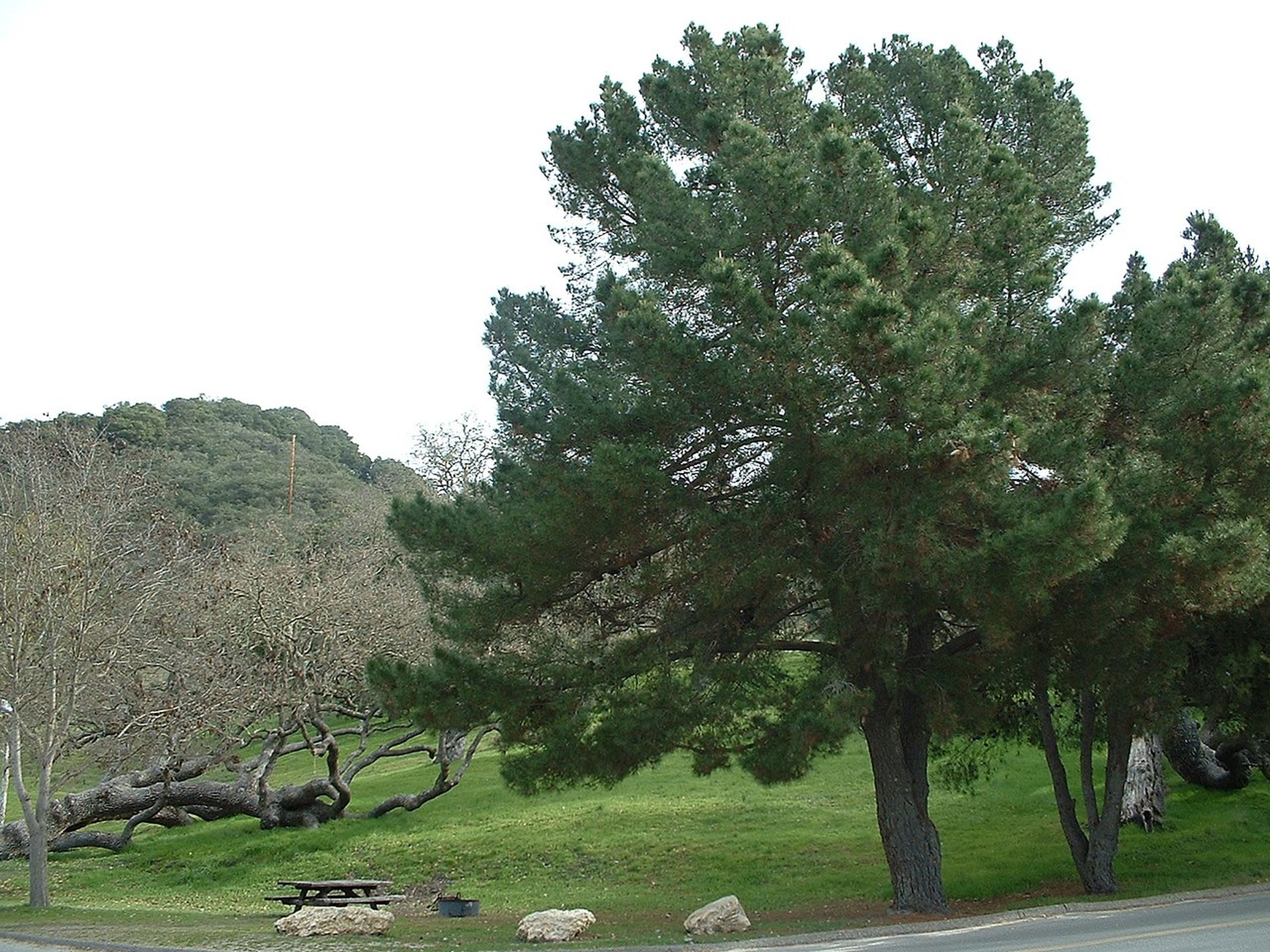 Ejemplar de edad media de Pinus radiata.