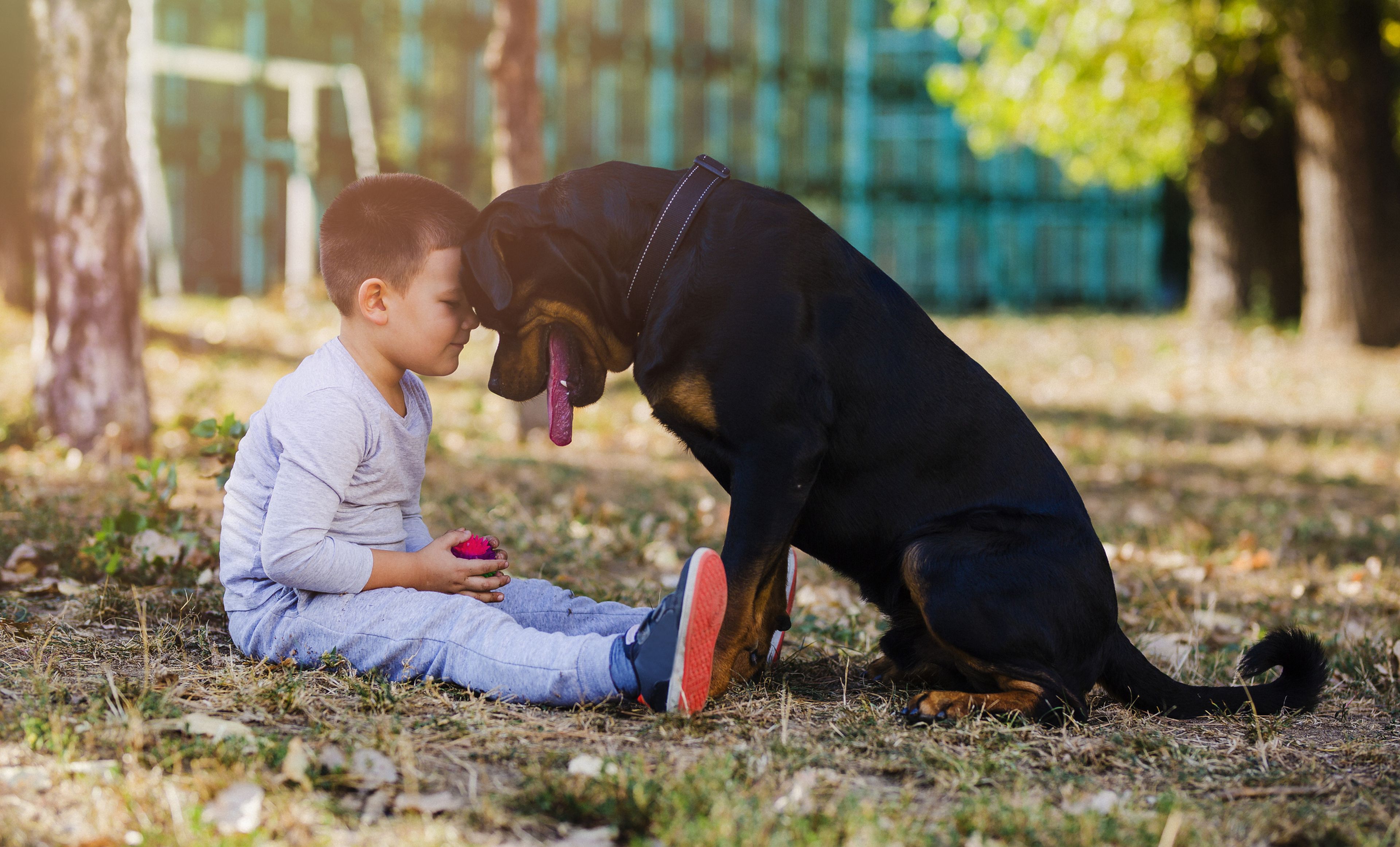 especificación inyectar Contratista Estos son los años que vivirá tu perro según su raza | Business Insider  España