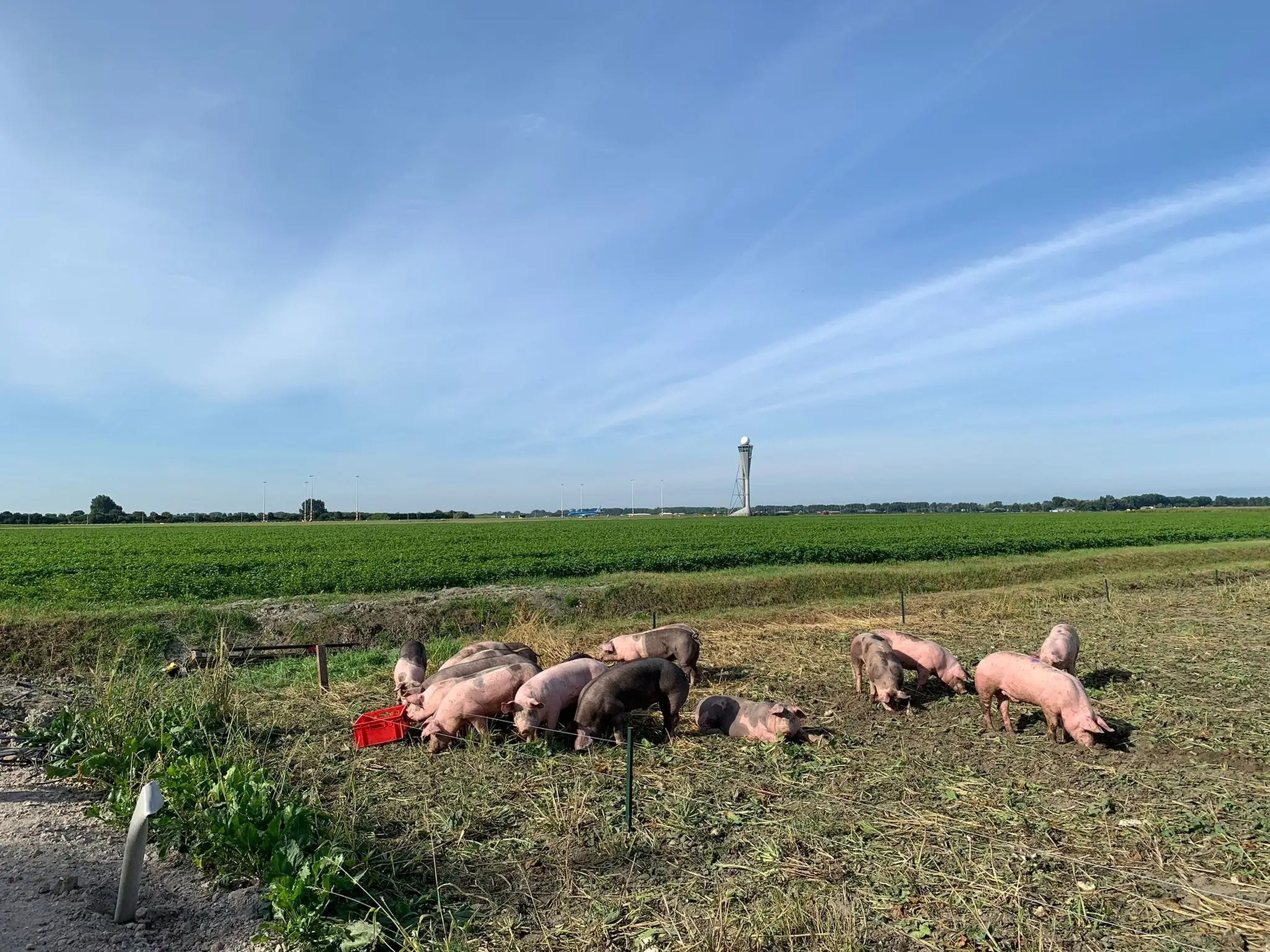 Schiphol pigs
