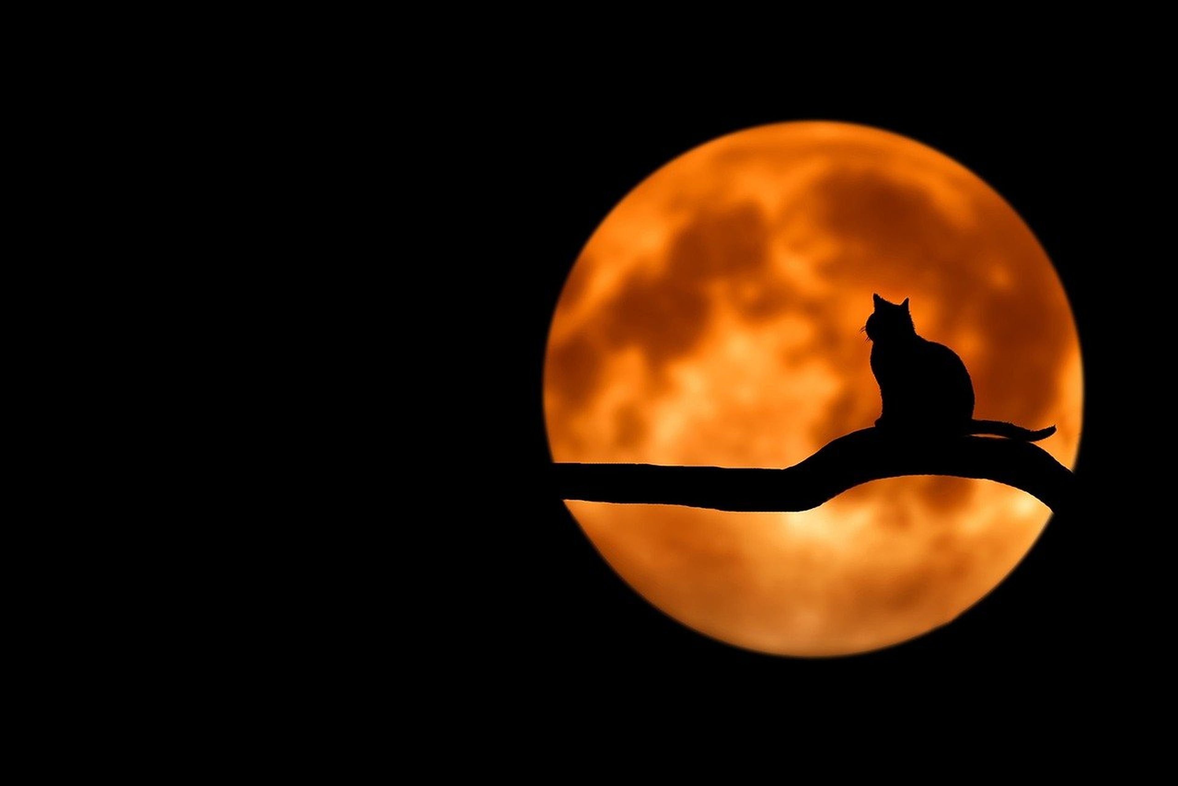 La silueta de un gato sobre un árbol se refleja en la luna.