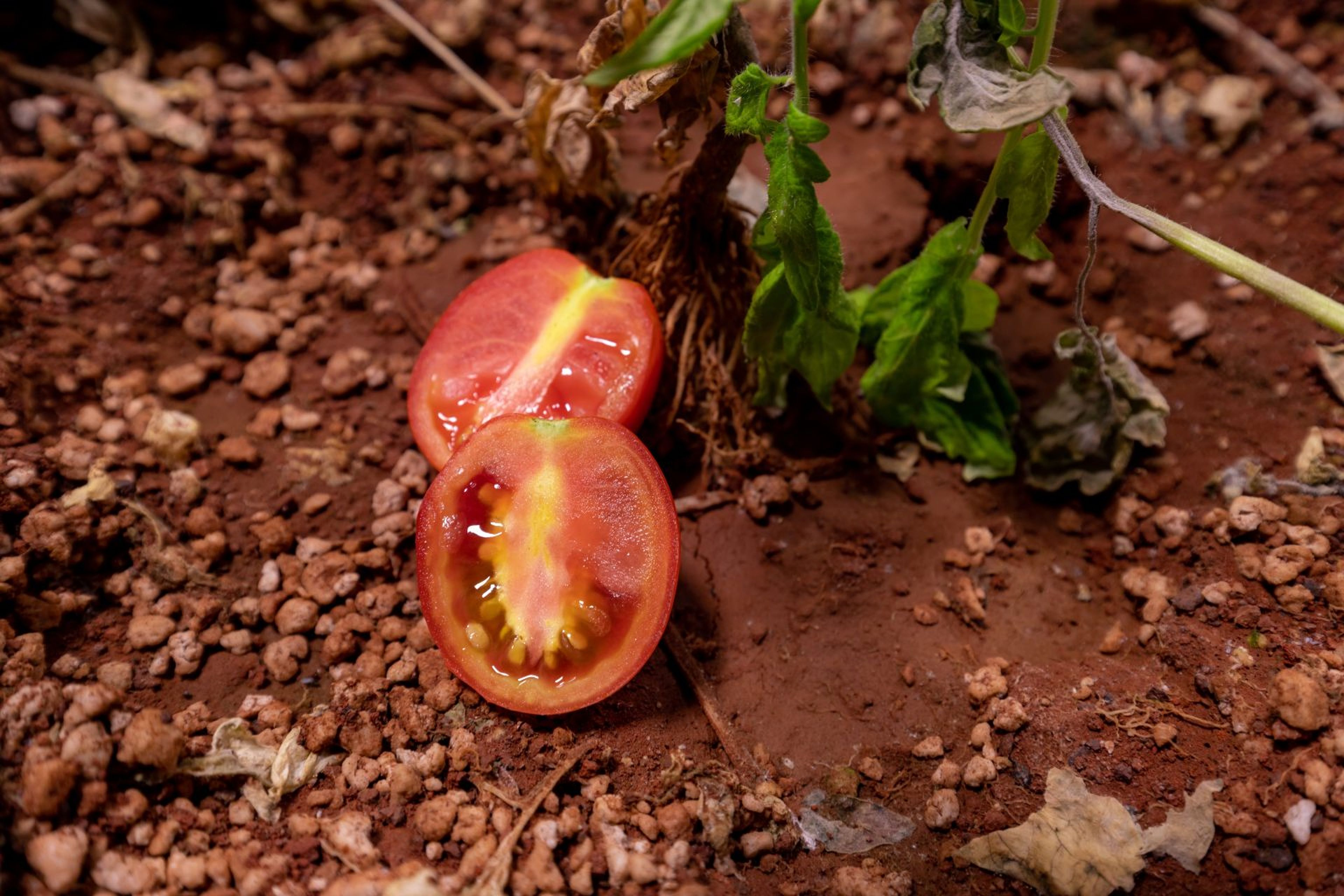 Un tomate cultivado en regolito marciano simulado.
