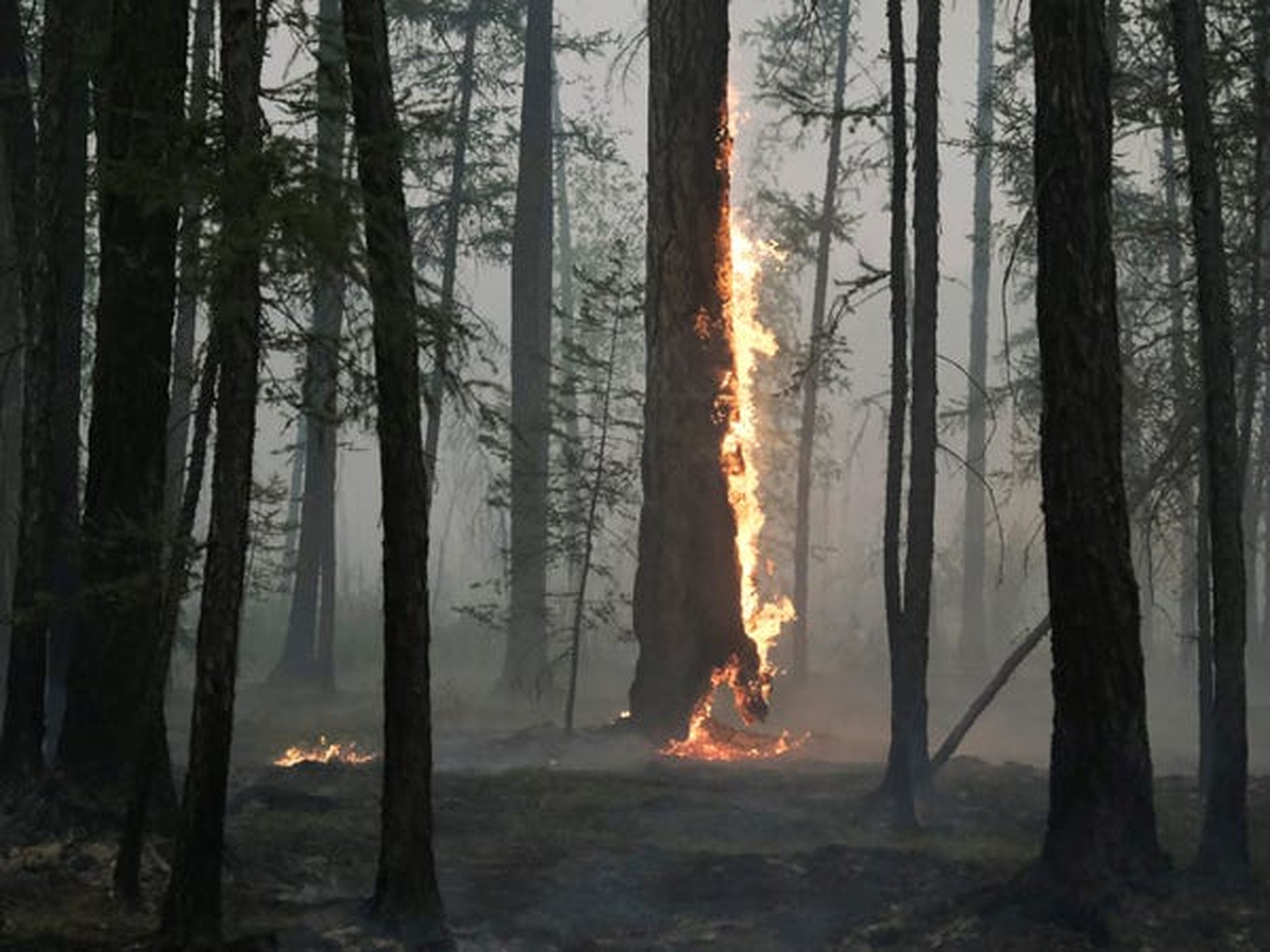 Un árbol se quema durante un incendio forestal cerca de Taastaakh, una aldea en Yakutia, Rusia, el 11 de agosto.