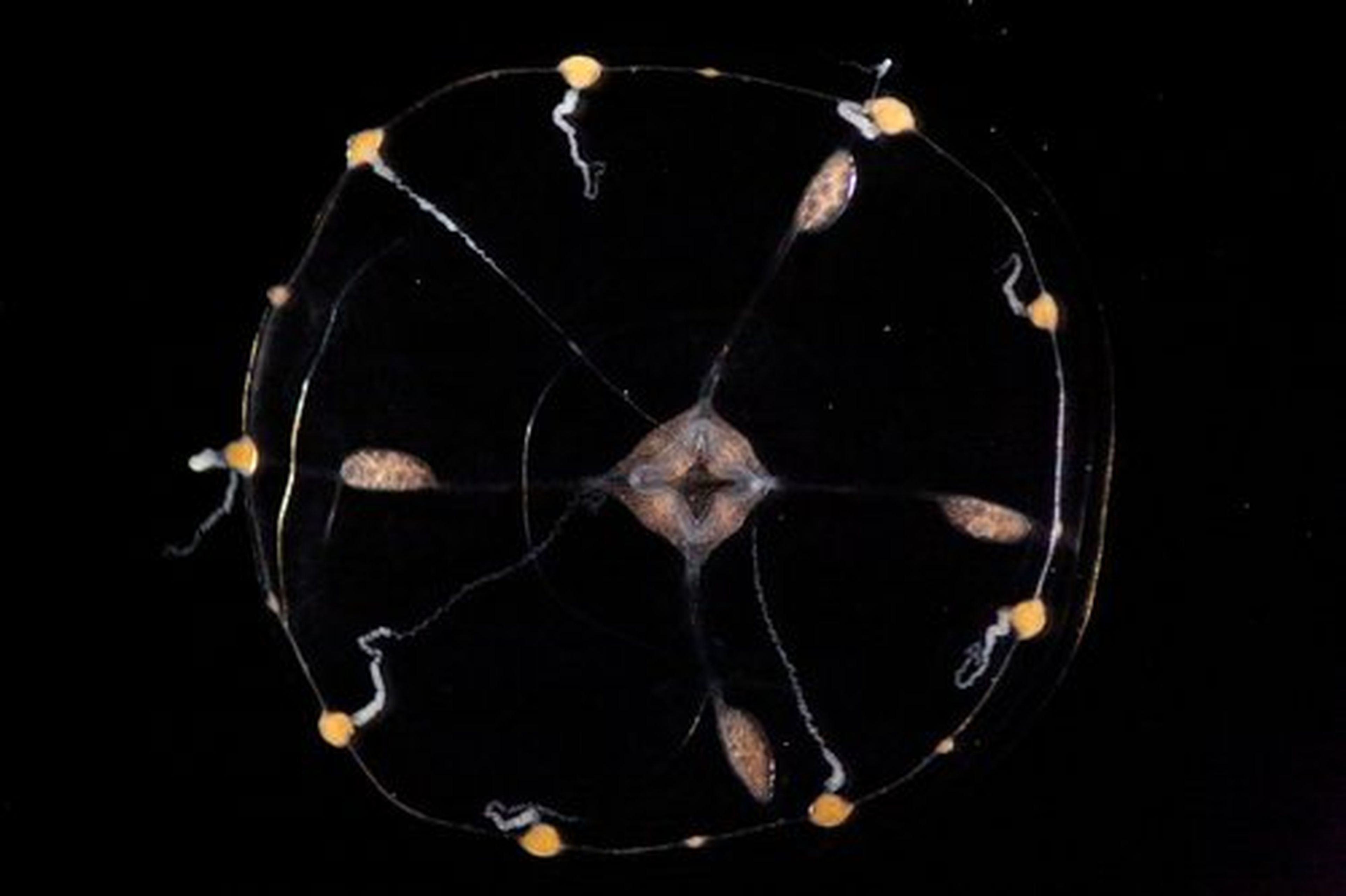 Clytia hemisphaerica, medusa.
