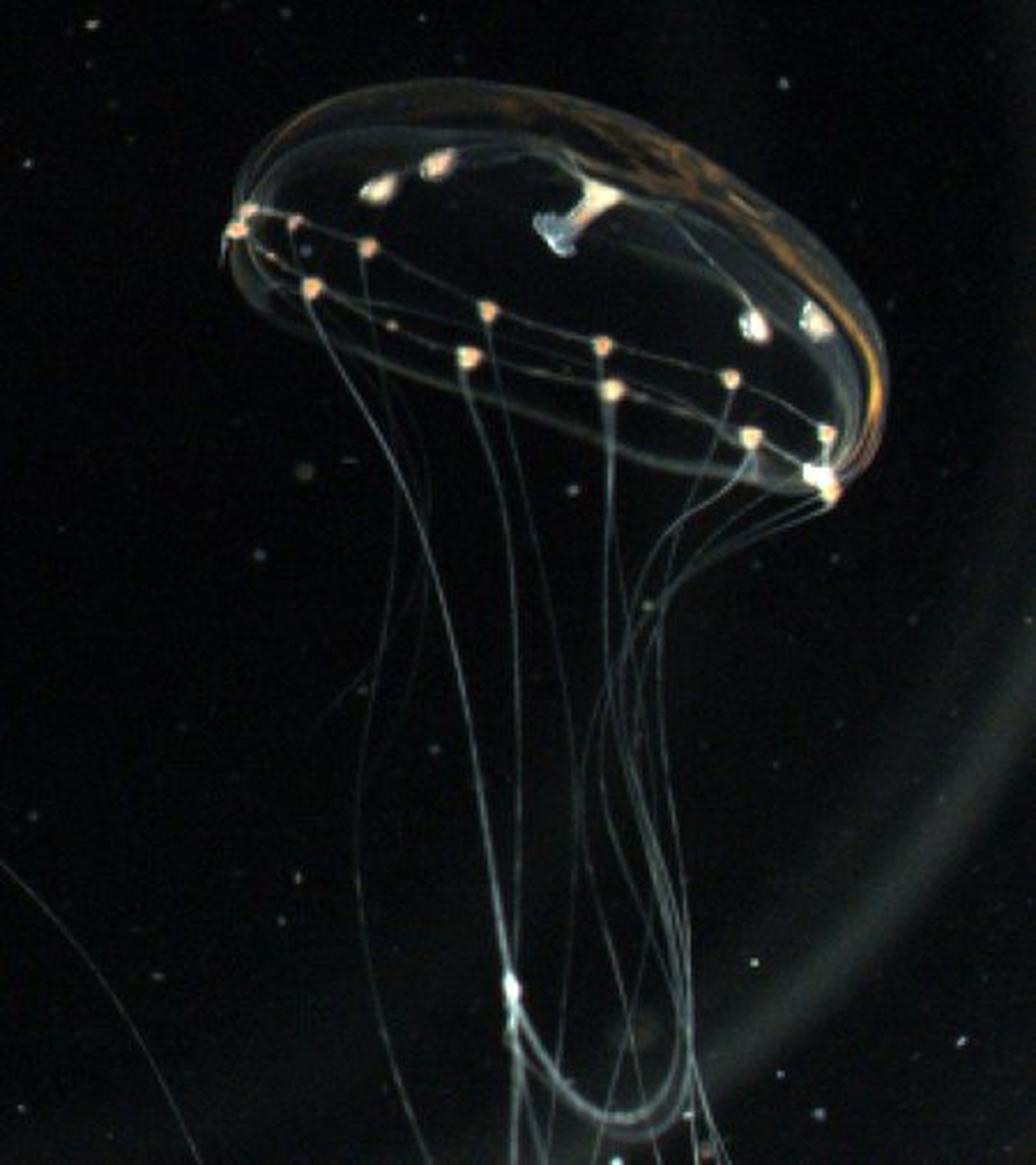 Clytia hemisphaerica, medusa, desde el lateral.