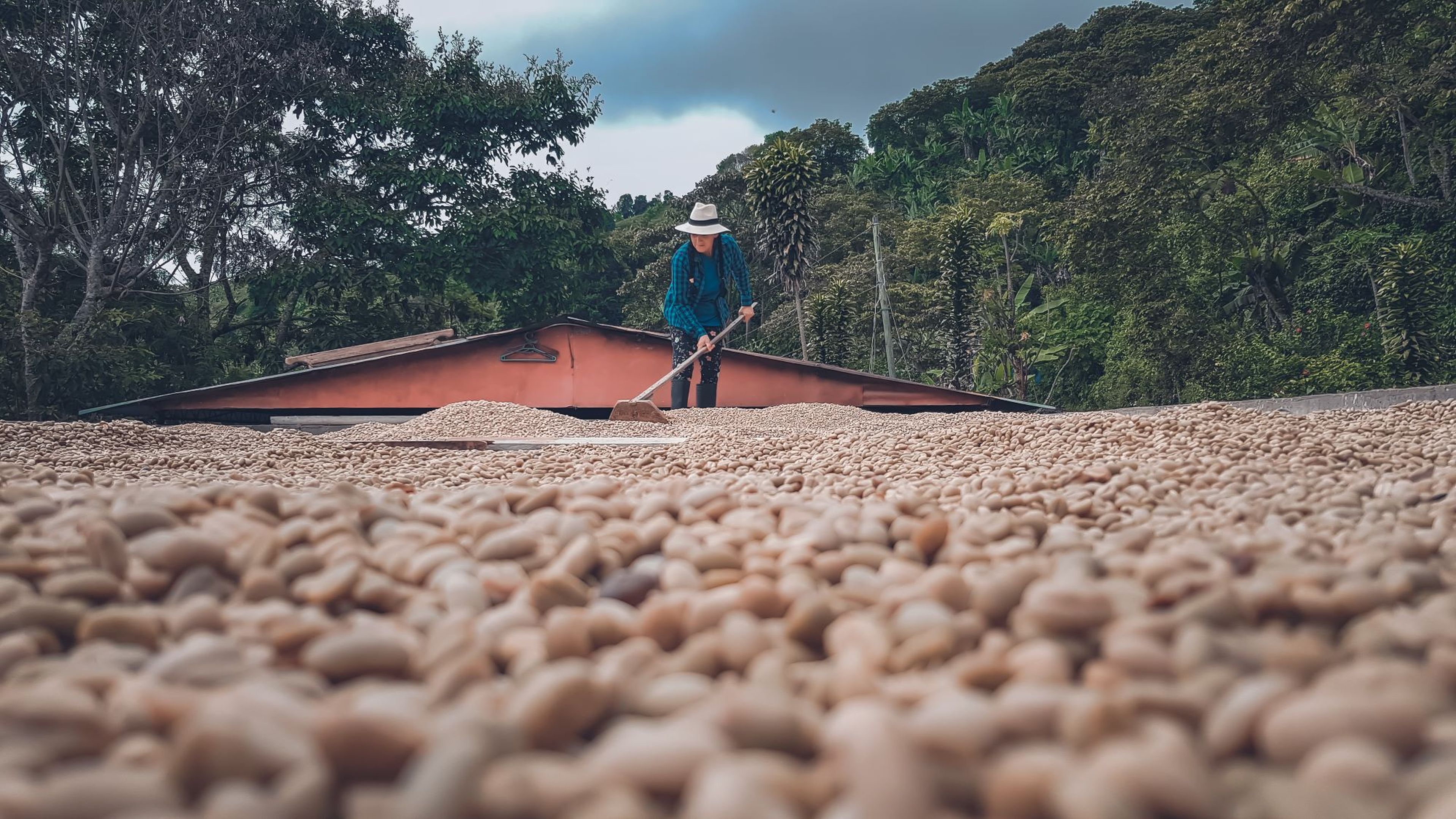 Cosecha de cafe en Colombia