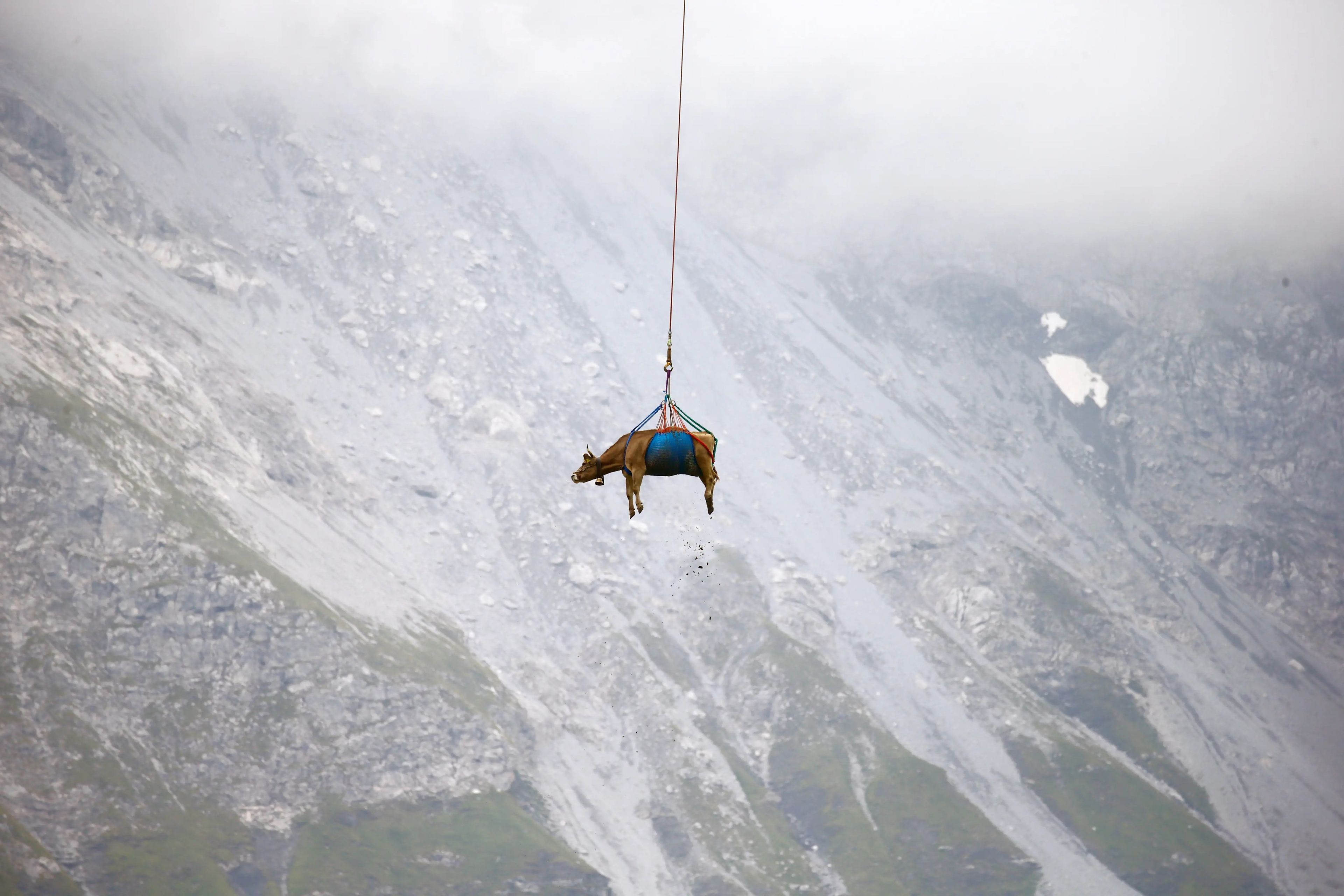 Una vaca es transportada en helicóptero después de pasar el verano en las altas praderas alpinas cerca del Klausenpass (Suiza) el 27 de agosto.