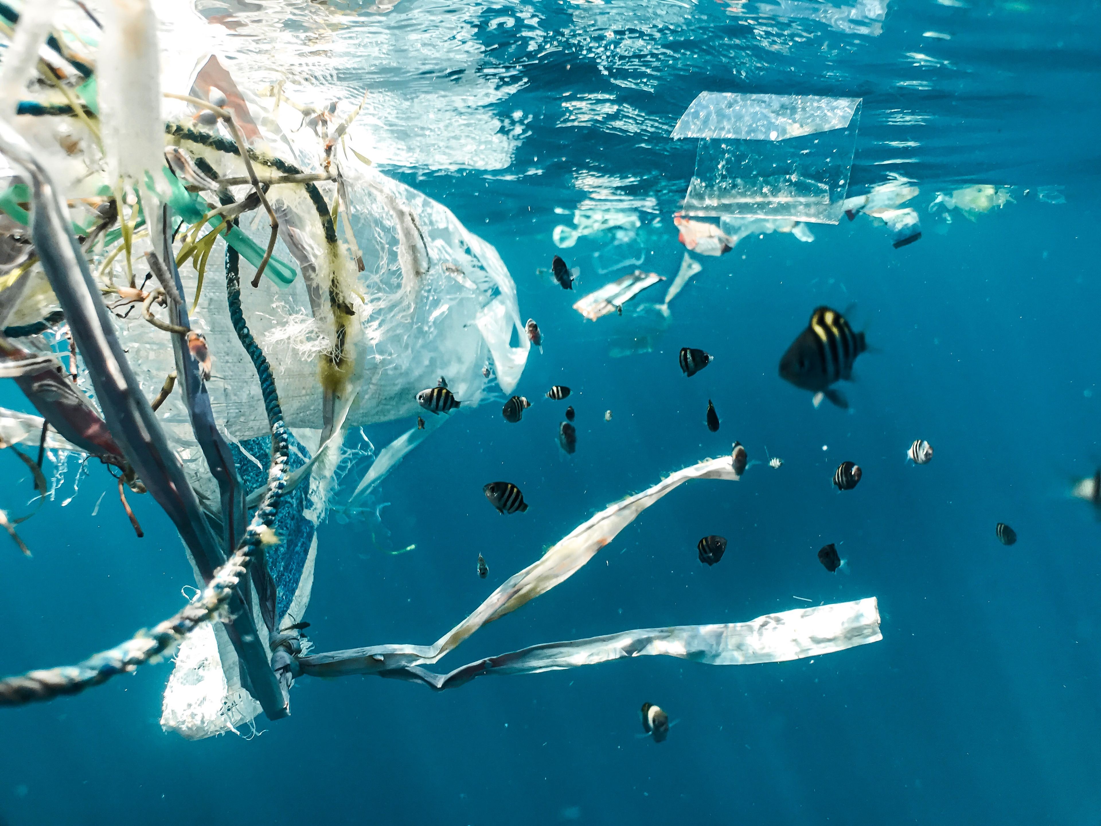 desechos plásticos en el mar