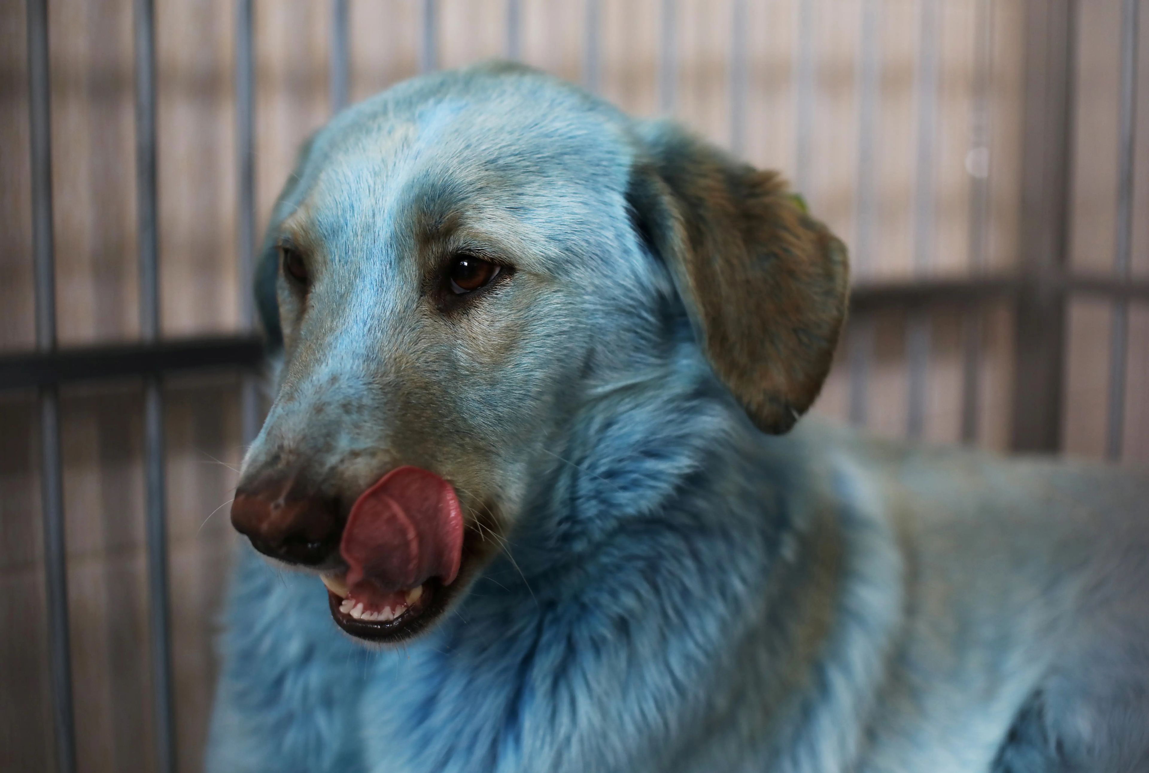 Una manada de perros callejeros con el pelaje azul fue encontrada cerca de una planta química abandonada en Dzerzhinsk (Rusia) el 16 de febrero.
