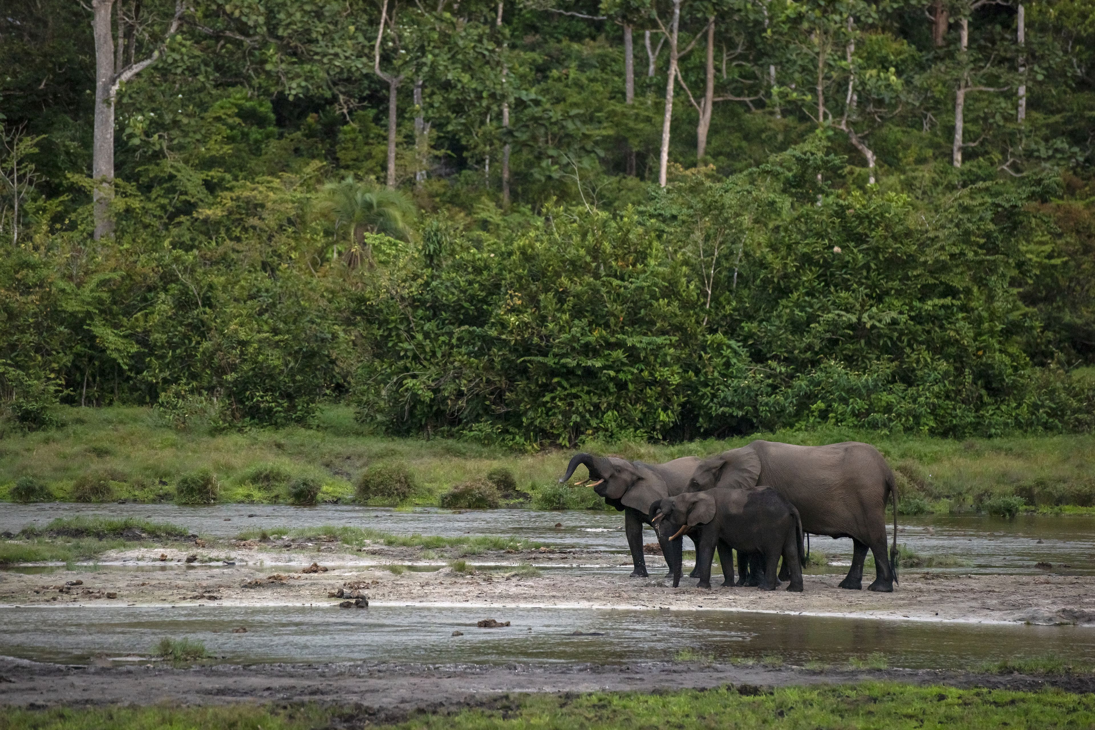 Los elefantes de selva africanos son la especie peor parada de 2021, según WWF.