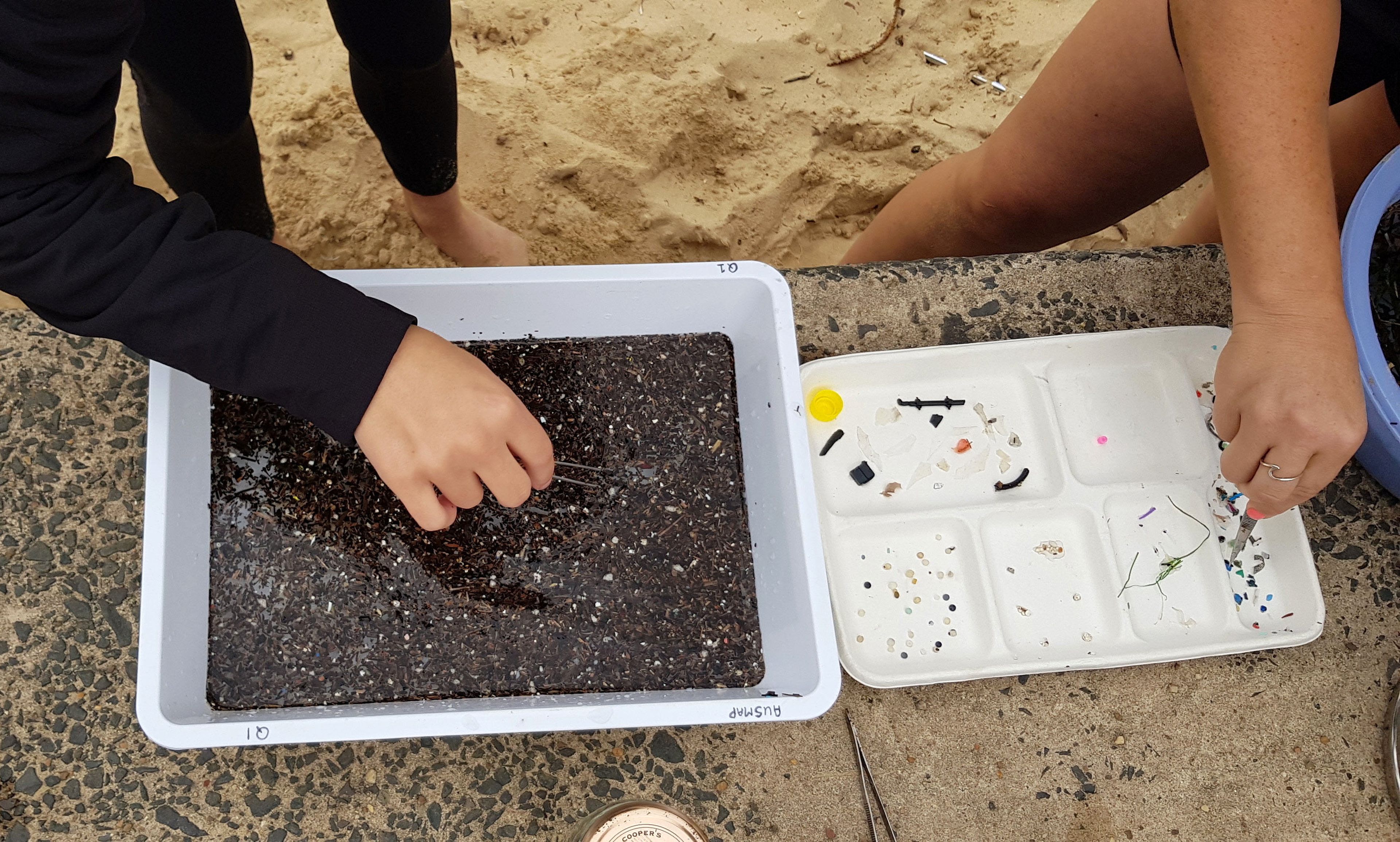 Pinzas para quitar los microplásticos de una muestra a un recipiente separado en Manly Cove Beach en Sidney.