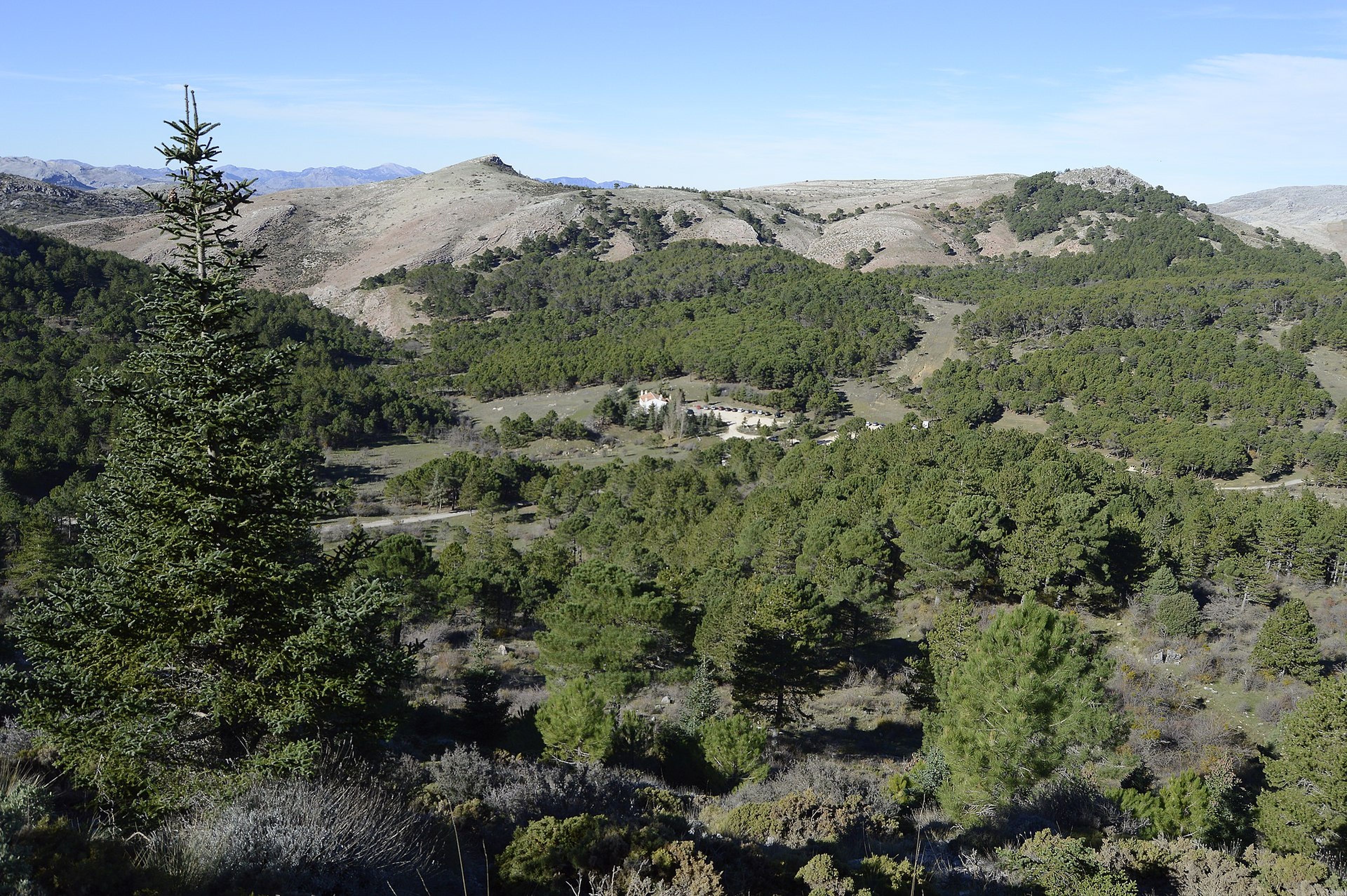Vista del bosque de pinos en la Sierra de las Nieves, Málaga