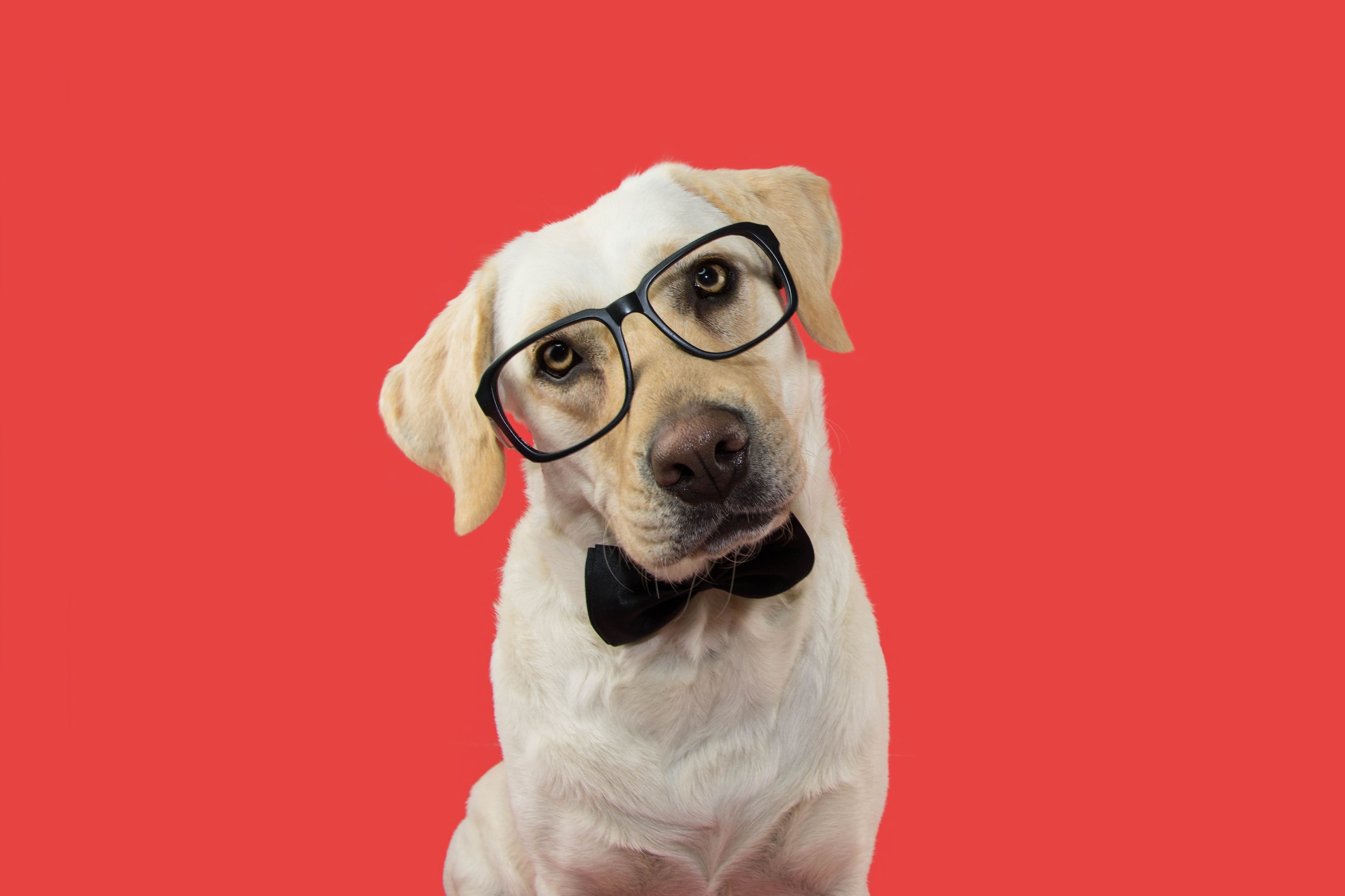 Perro inteligente con gafas