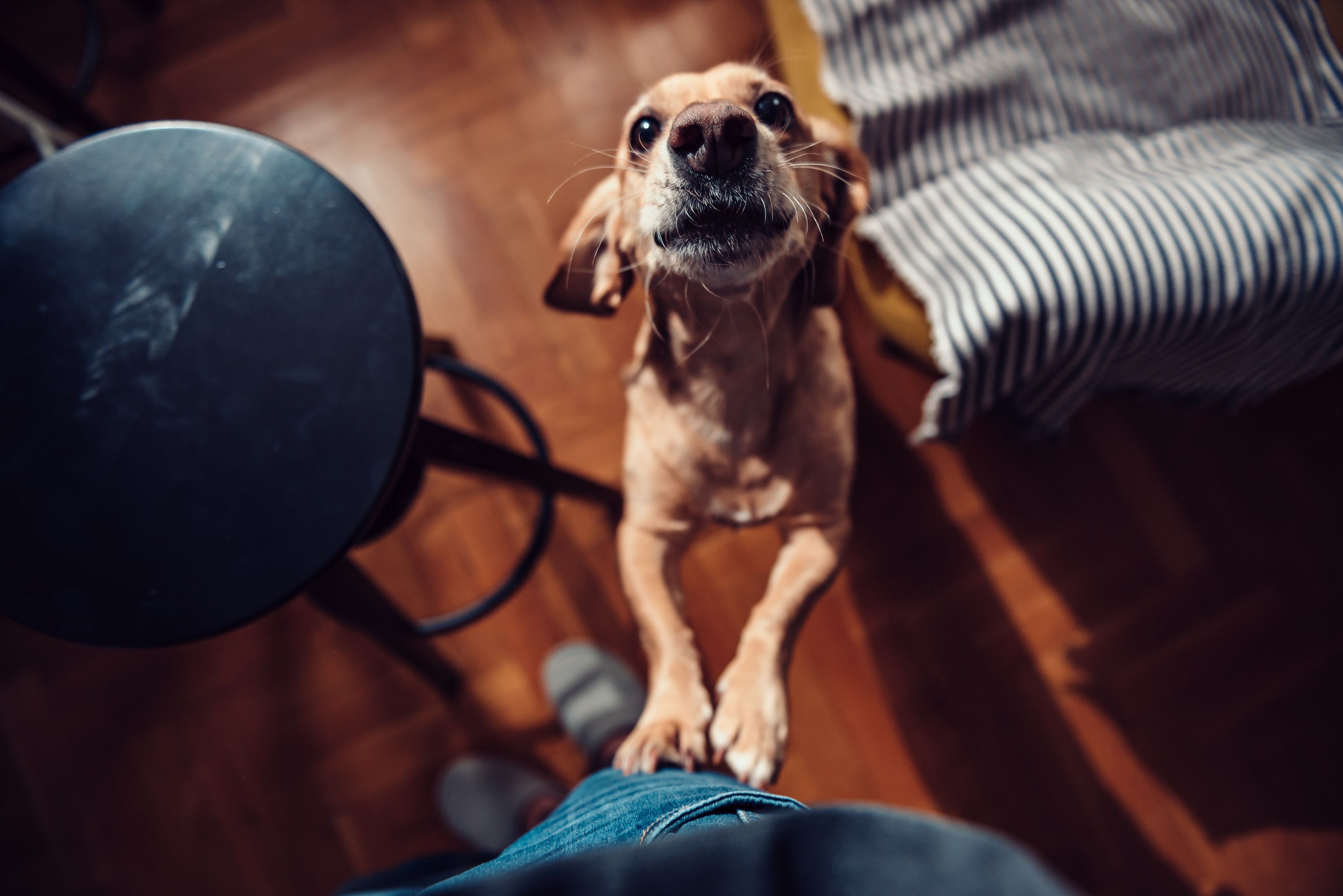 yeso Suponer Incorporar Por qué tu perro salta sobre ti cuando llegas a casa, según los expertos |  Business Insider España