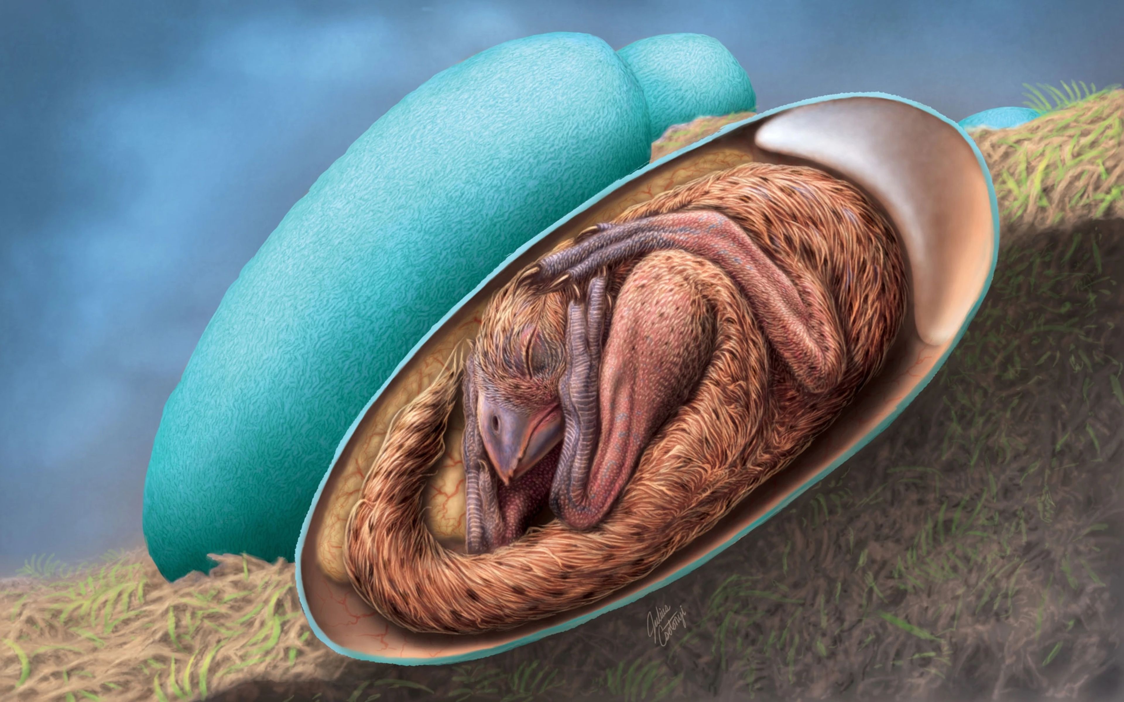 Representación artística del embrión de oviraptor dentro del huevo.